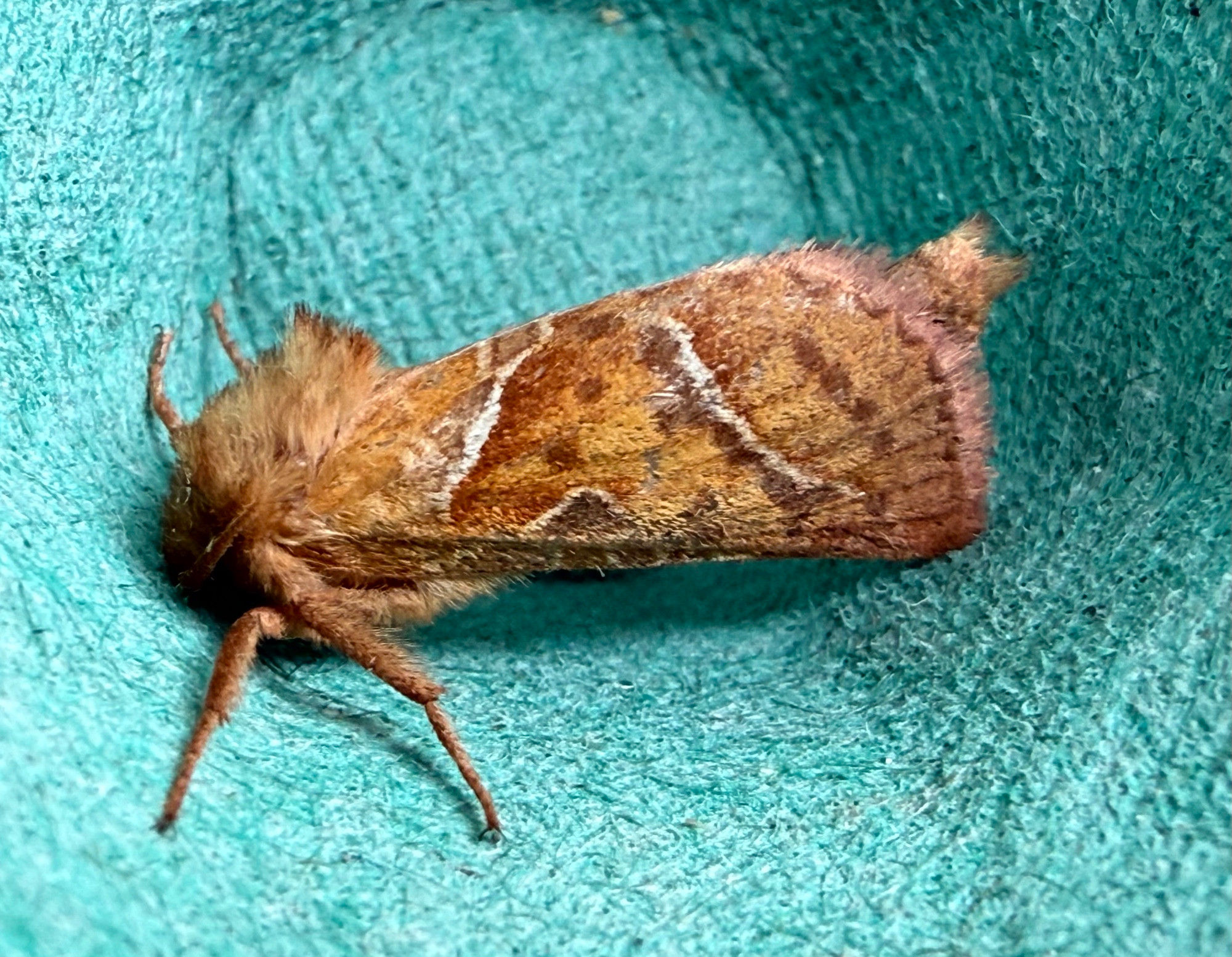 Orange Swift