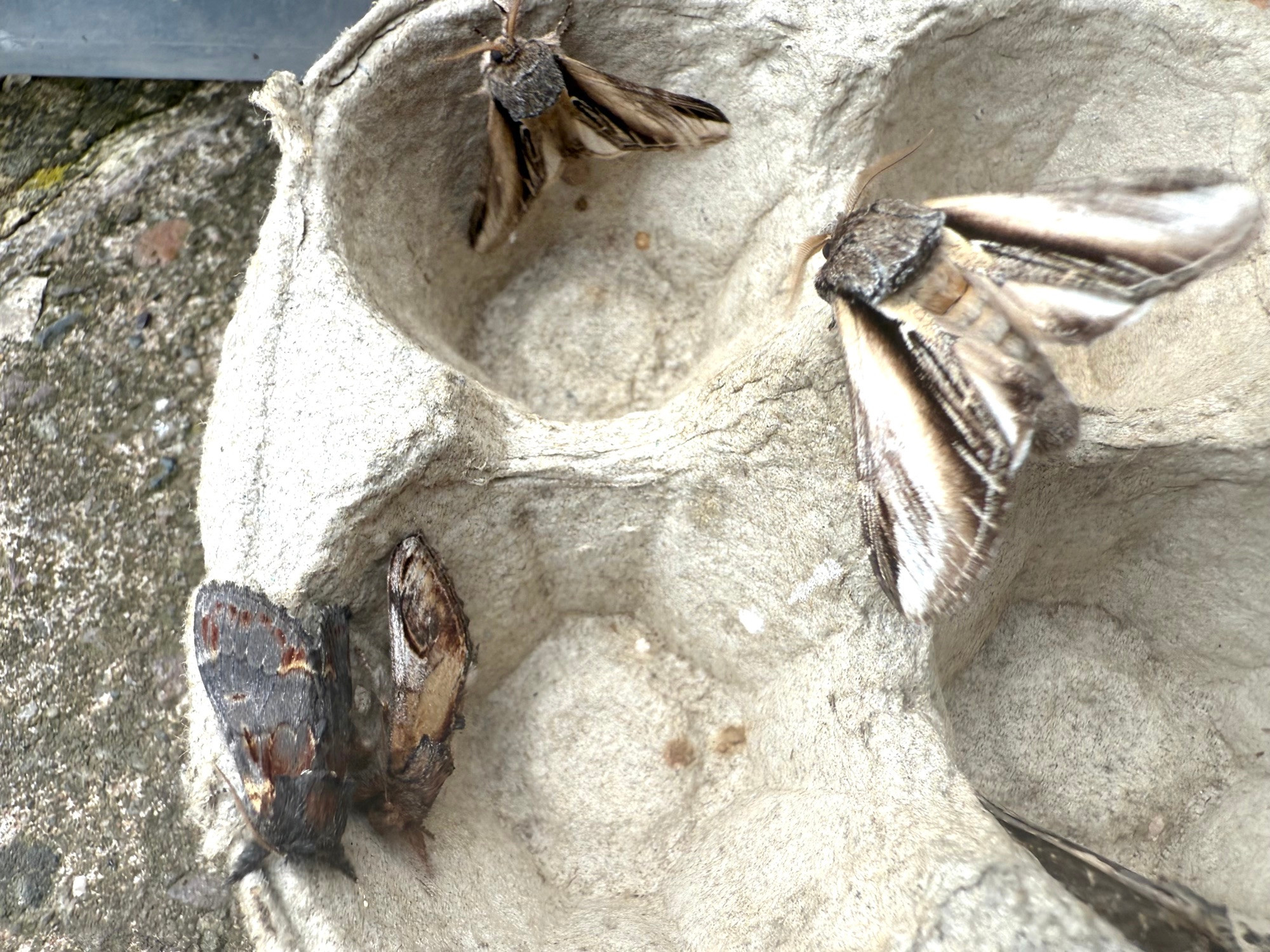 Pebble, Iron, Lesser Swallow and Swallow Prominents on an egg box
