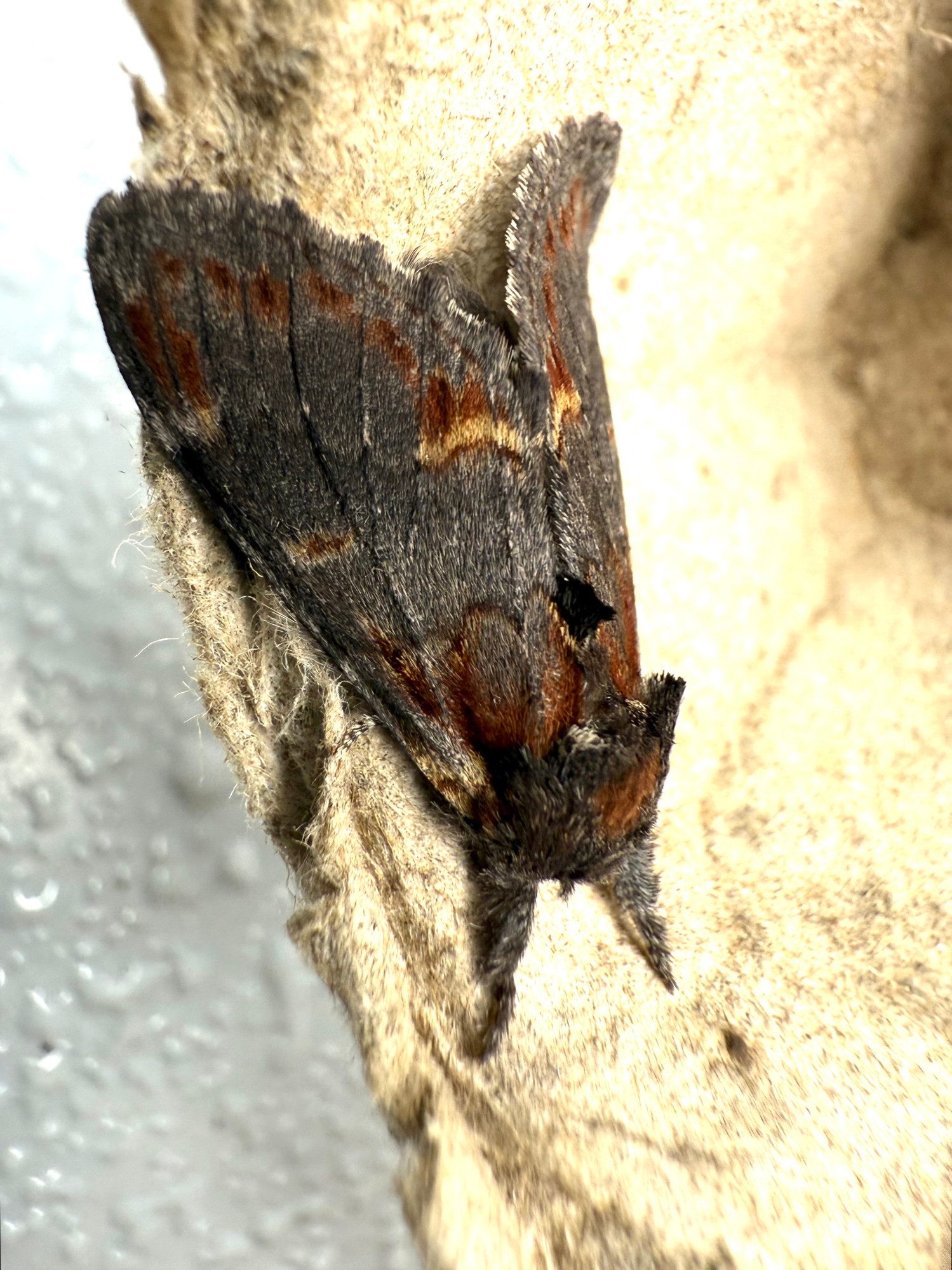 Iron Prominent