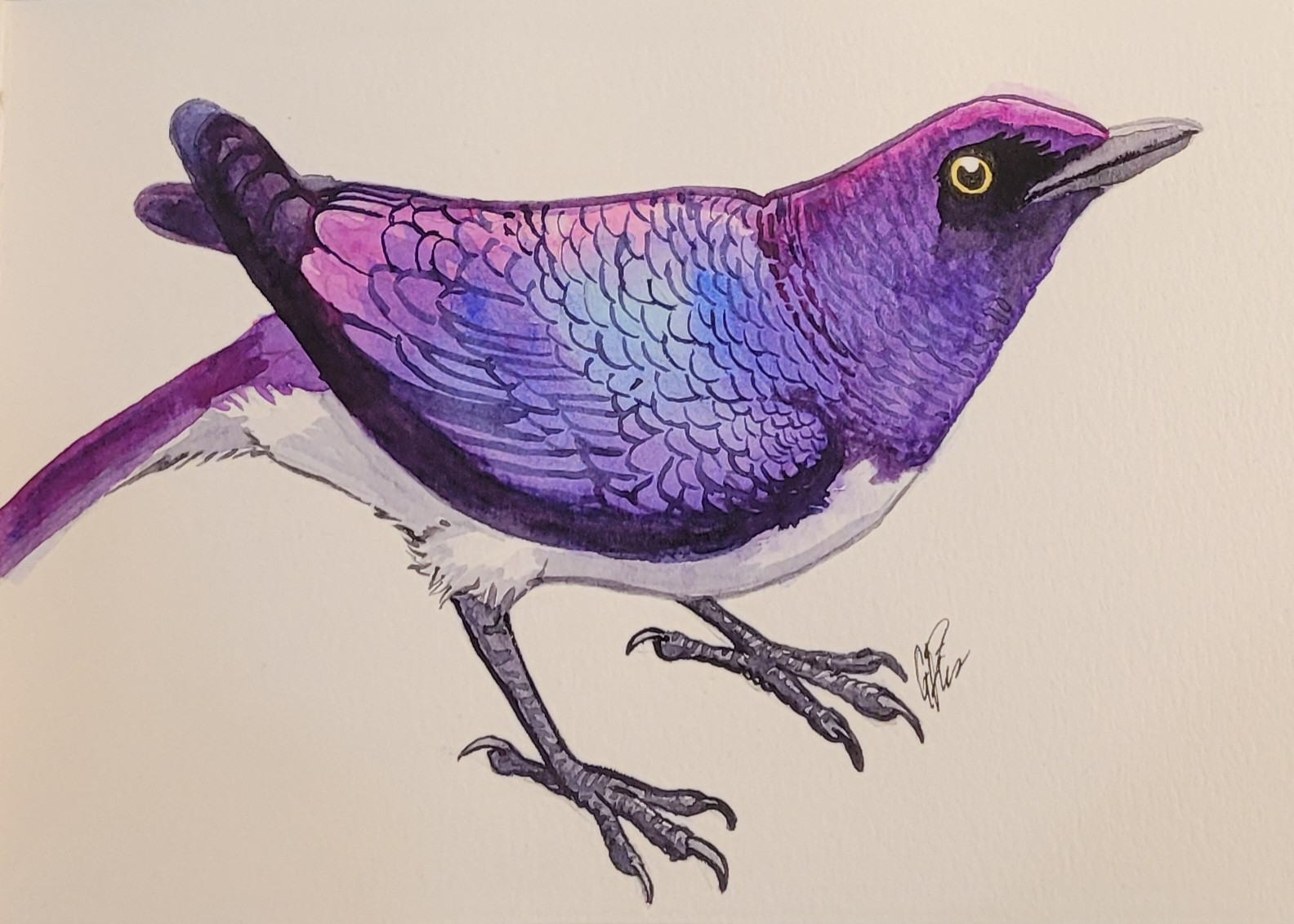 Kinda sloppy watercolor painting of a violet-backed starling.