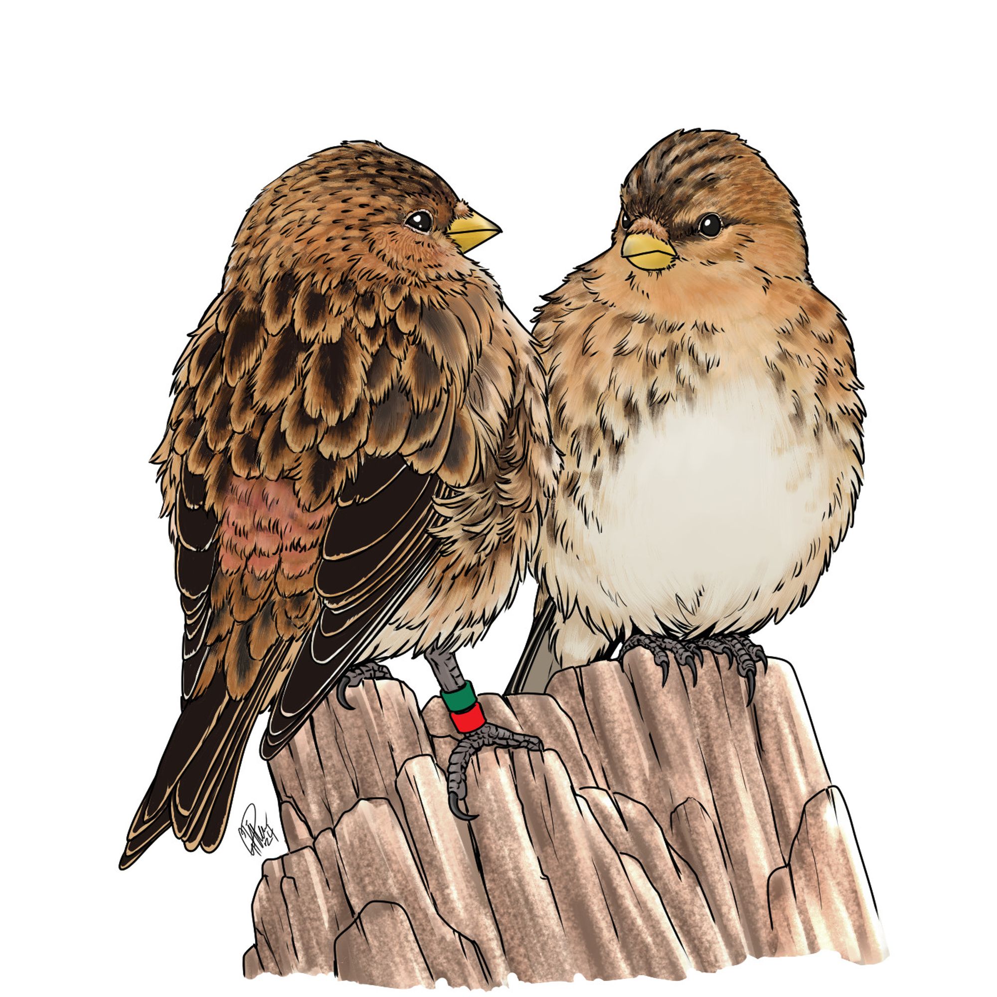 A digital illustration of a pair of Twite (small songbirds) perched on a wood stump.