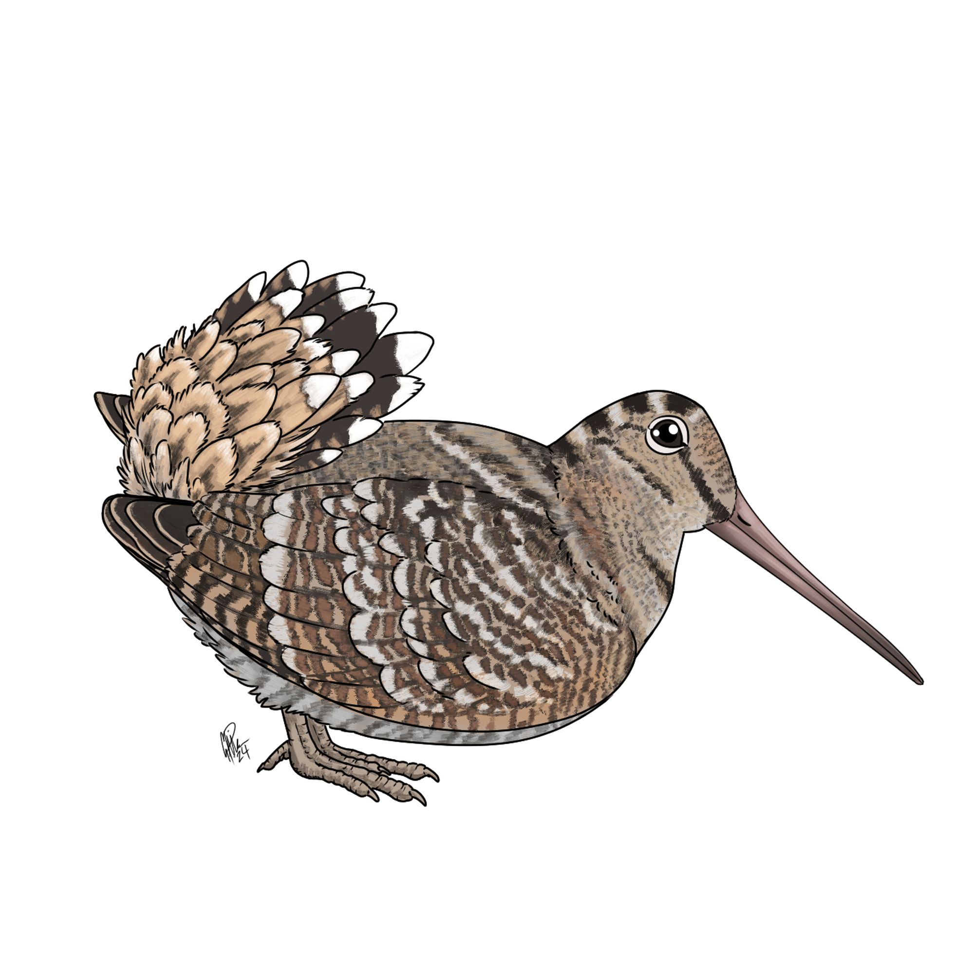 A digital illustration of a Eurasian woodcock, displaying its tail fan