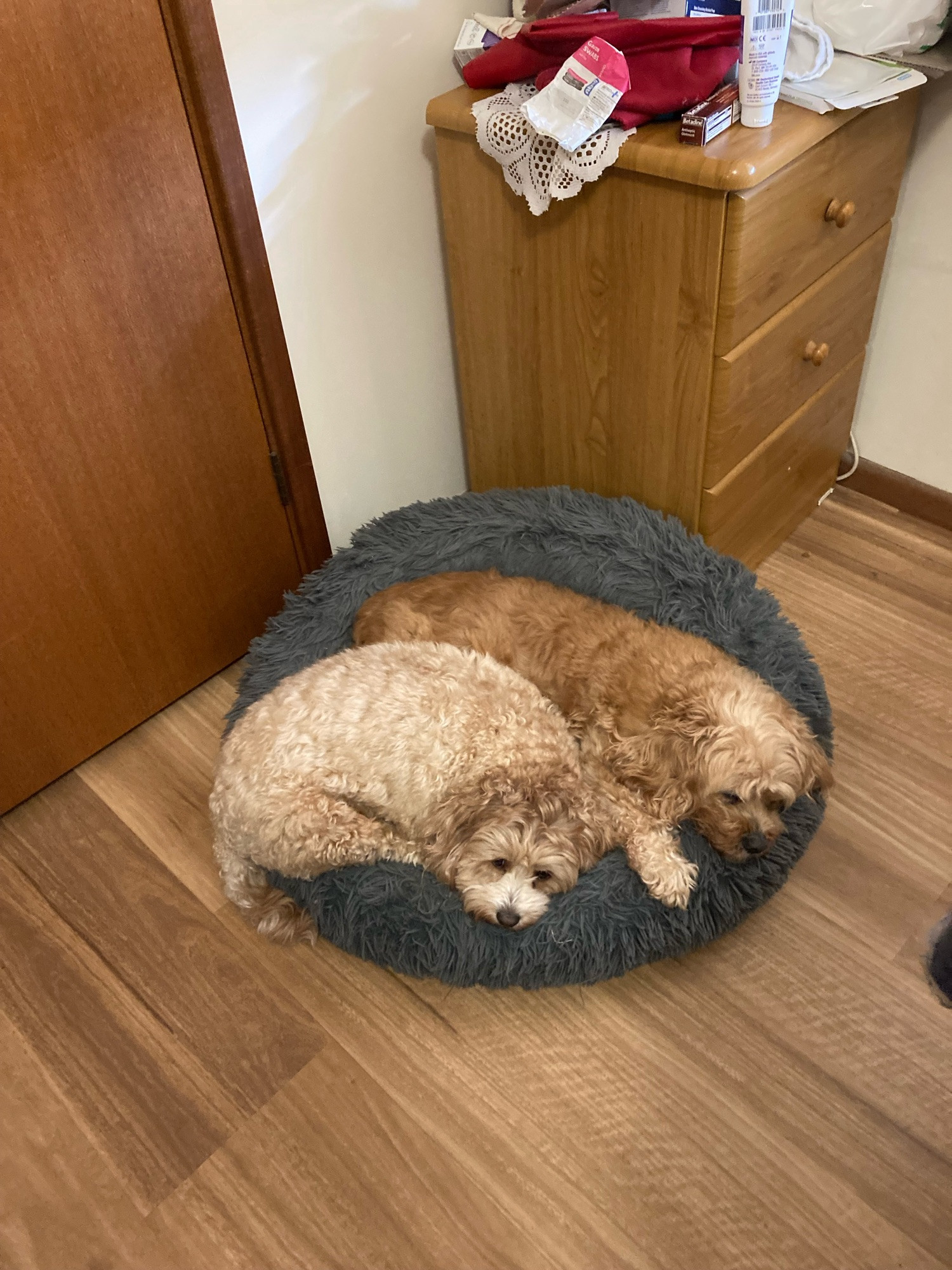 Bailey on the left, Jasper on the right, two cavoodles sharing a dog bed.