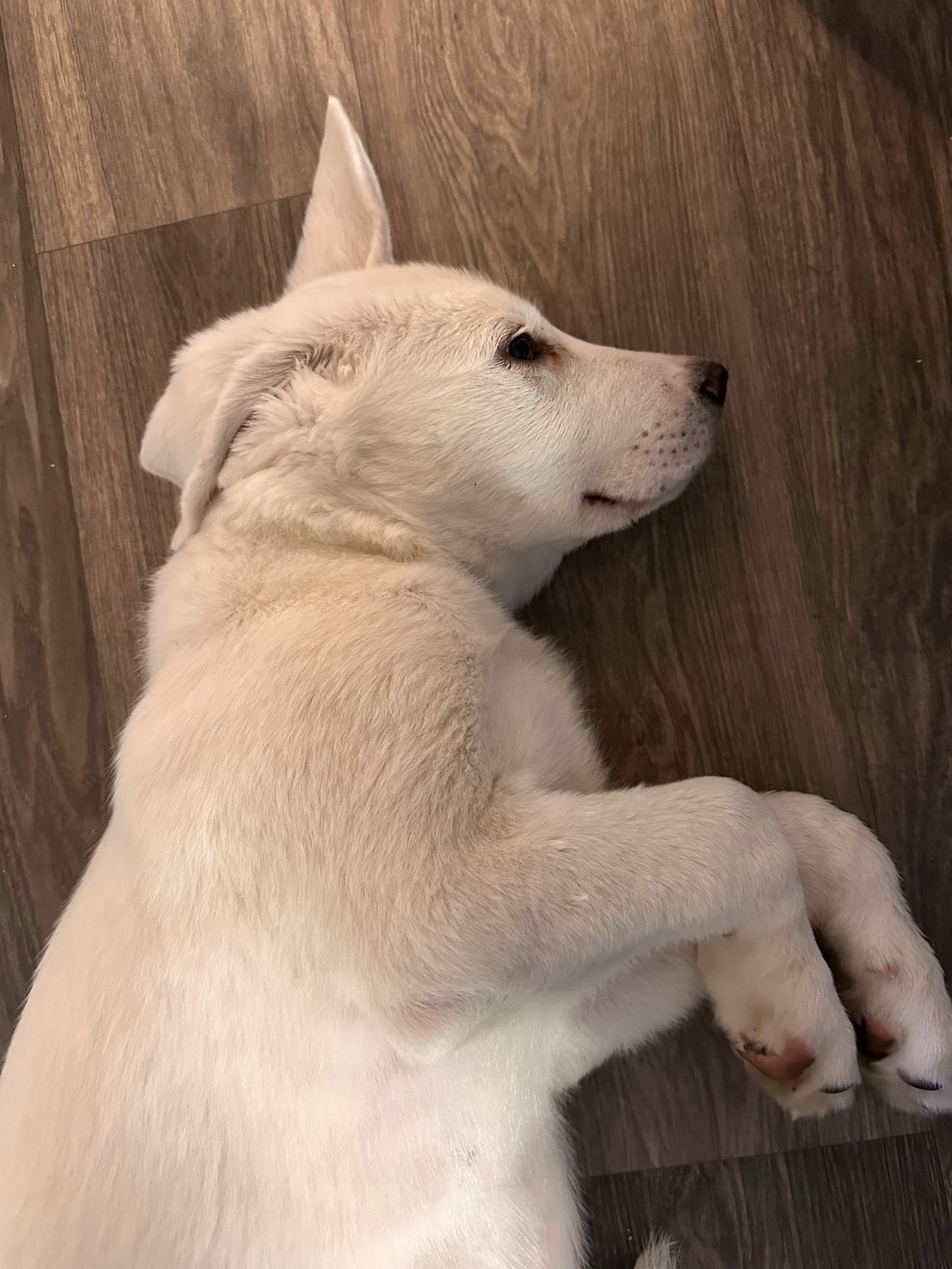 Legolas is a bright white cute puppy resting