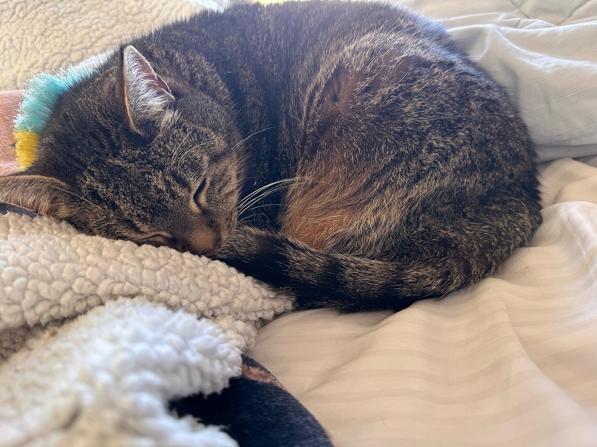 Little tabby cat naps on a blanket