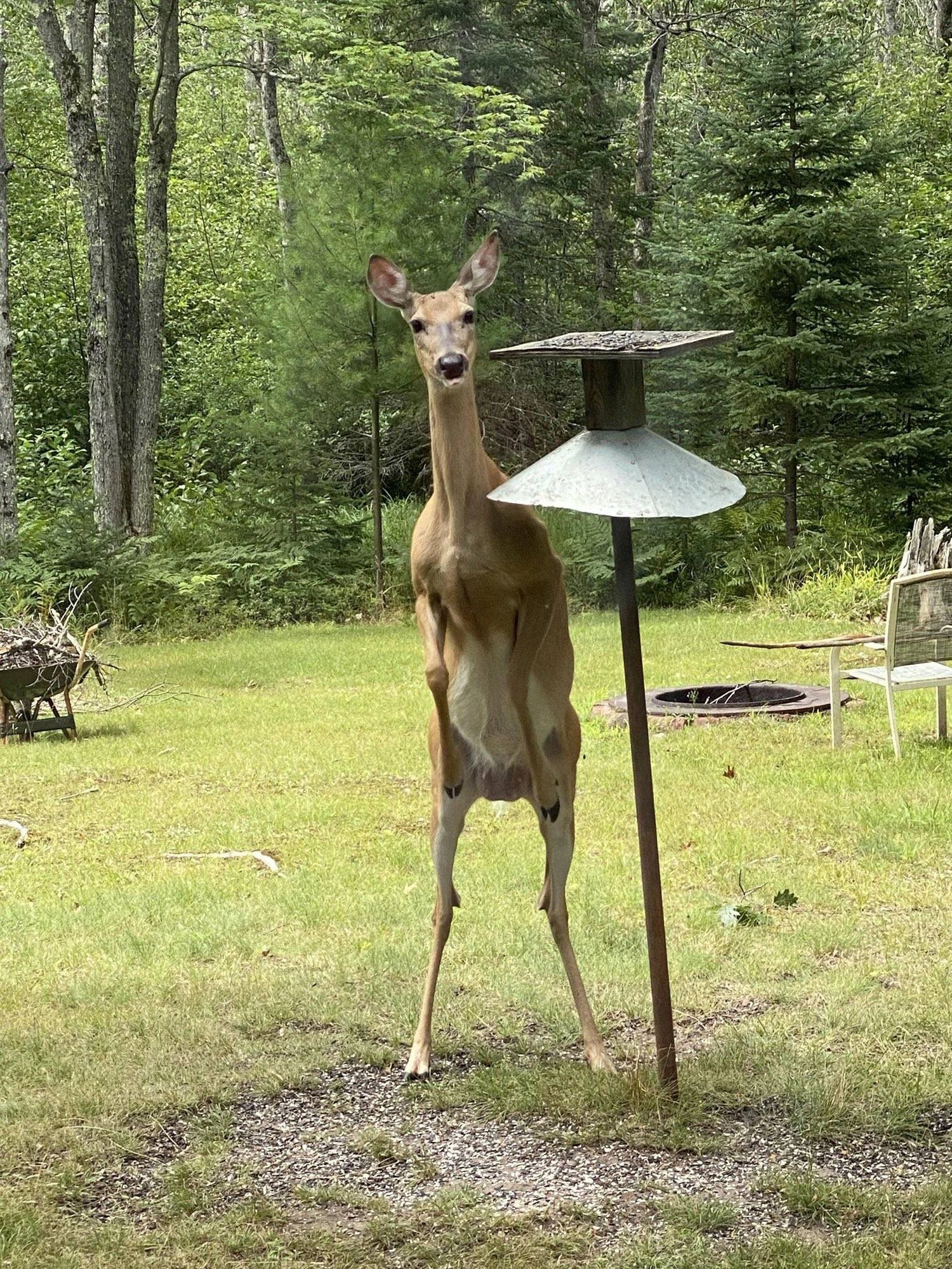 A doe (a deer, a female deer) standing on her hind legs in someone's backyard next to what looks like a bird feeder with a curious/confused look on her face. Definitely probably not a skinwalker.