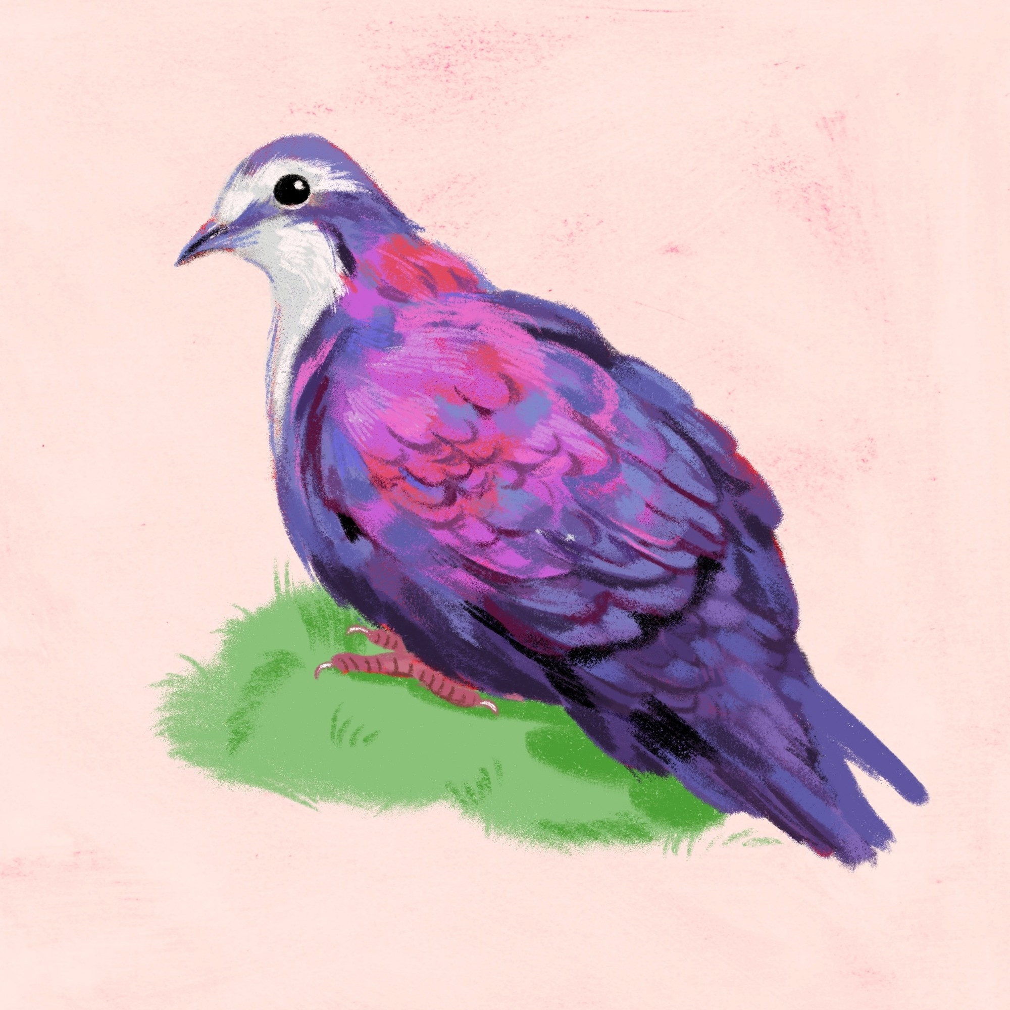 an illustration of a white breasted ground dove. it's body is shown as dark purple with pink and purple sheen distributed around the upper back and shoulder. it's throat and chest are white.