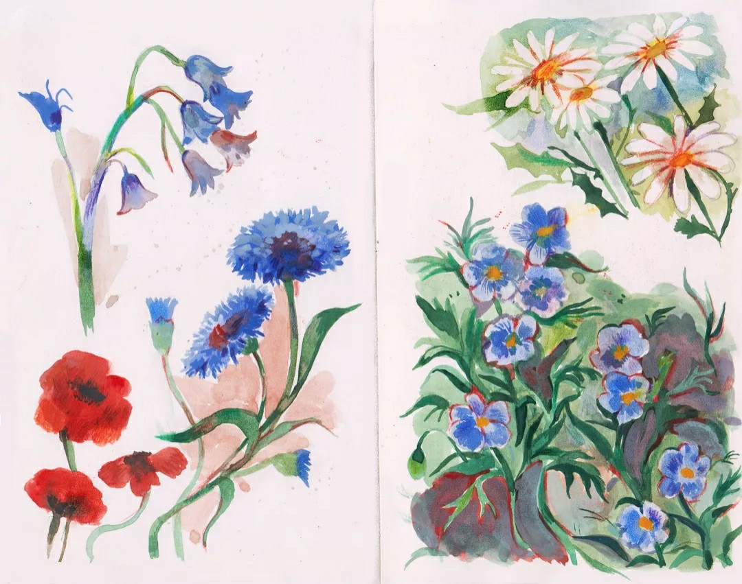 paintings of several wildflowers in a sketchbook spread including bluebells, cornflowers, oxeye daisies, cranesbill and common poppies.