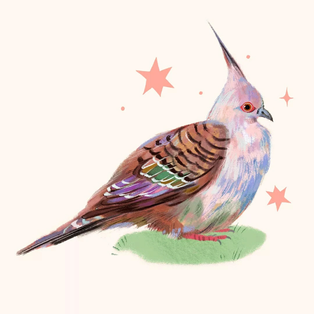 an illustration of a crested pigeon, identified for it's long pointed crest at the top of it's head. it's body is pale grey, but is stylized with shades of pinks and blues. it's plumage is grey brown with hints of iridescence