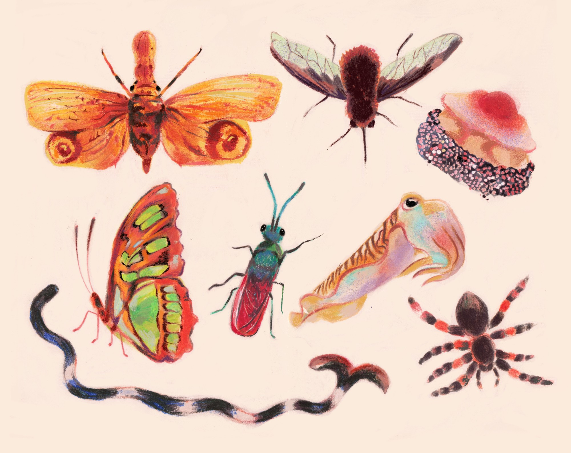 Illustrations of invertebrates against a light background. From left to right they are: peanut headed lantern fly, malachite butterfly, common cuttlefish, fried egg jellyfish, greater bee fly, Mexican redknee tarantula, Ruby tailed wasp, hammerhead worm.