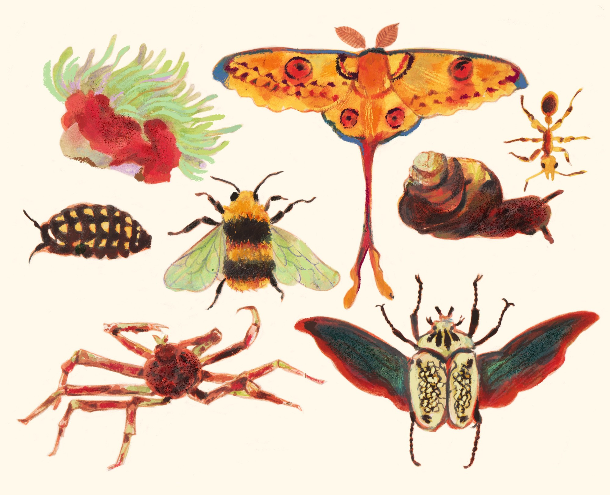 Illustrations of invertebrates against a light background. From left to right they are: magnificent sea anemone, yellow spotted isopod, Japanese spider crab, early bumblebee, comet moth, Goliath beetle, redwood sideband snail and dinosaur ant.