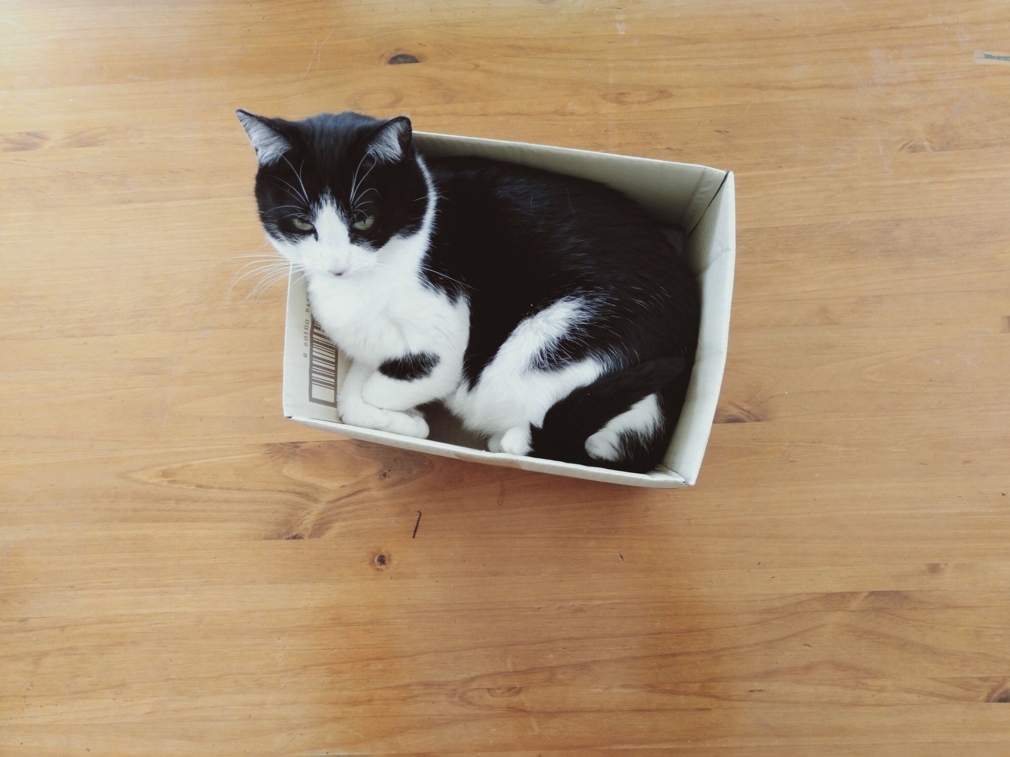 Black and white cat in x box on a table. The cat is quite large and the box is quite small