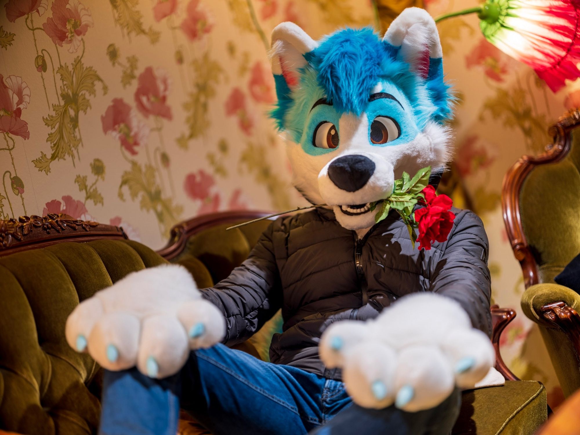 Blue husky fursuiter sitting on couch with rose in mouth