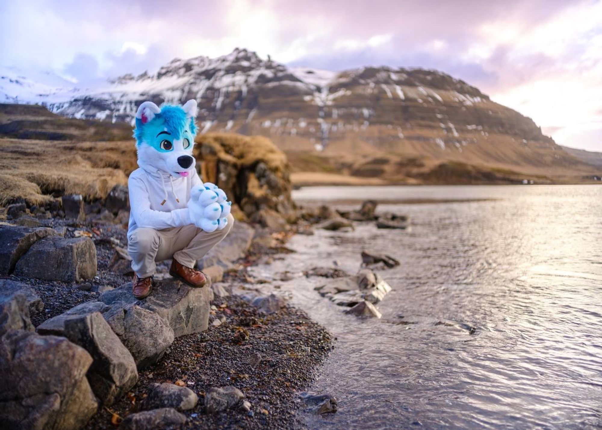 Husky fursuit sitting on a rock next to the sea with snowy mountains in the background