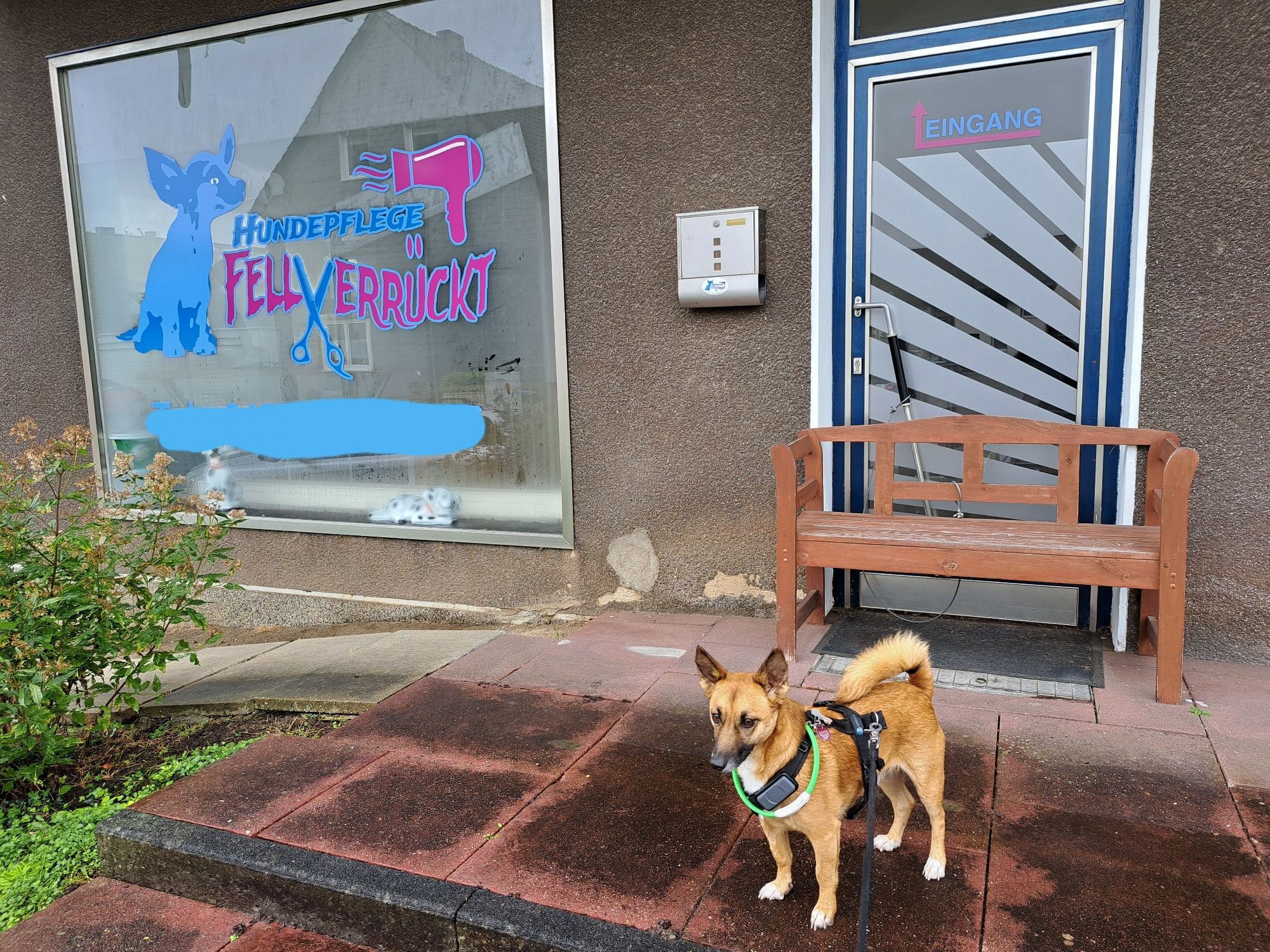 Kleiner hellbrauner Hund steht seitlich neben dem Schaufenster eines Hundesalons.