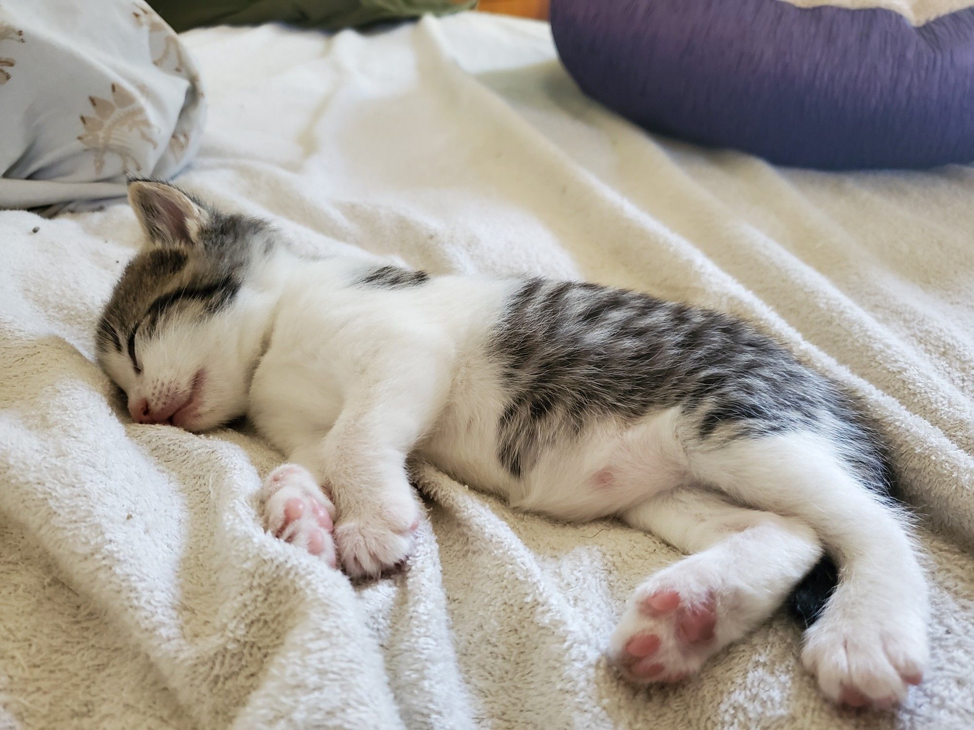 four week old kitten is passed out on the soft bed