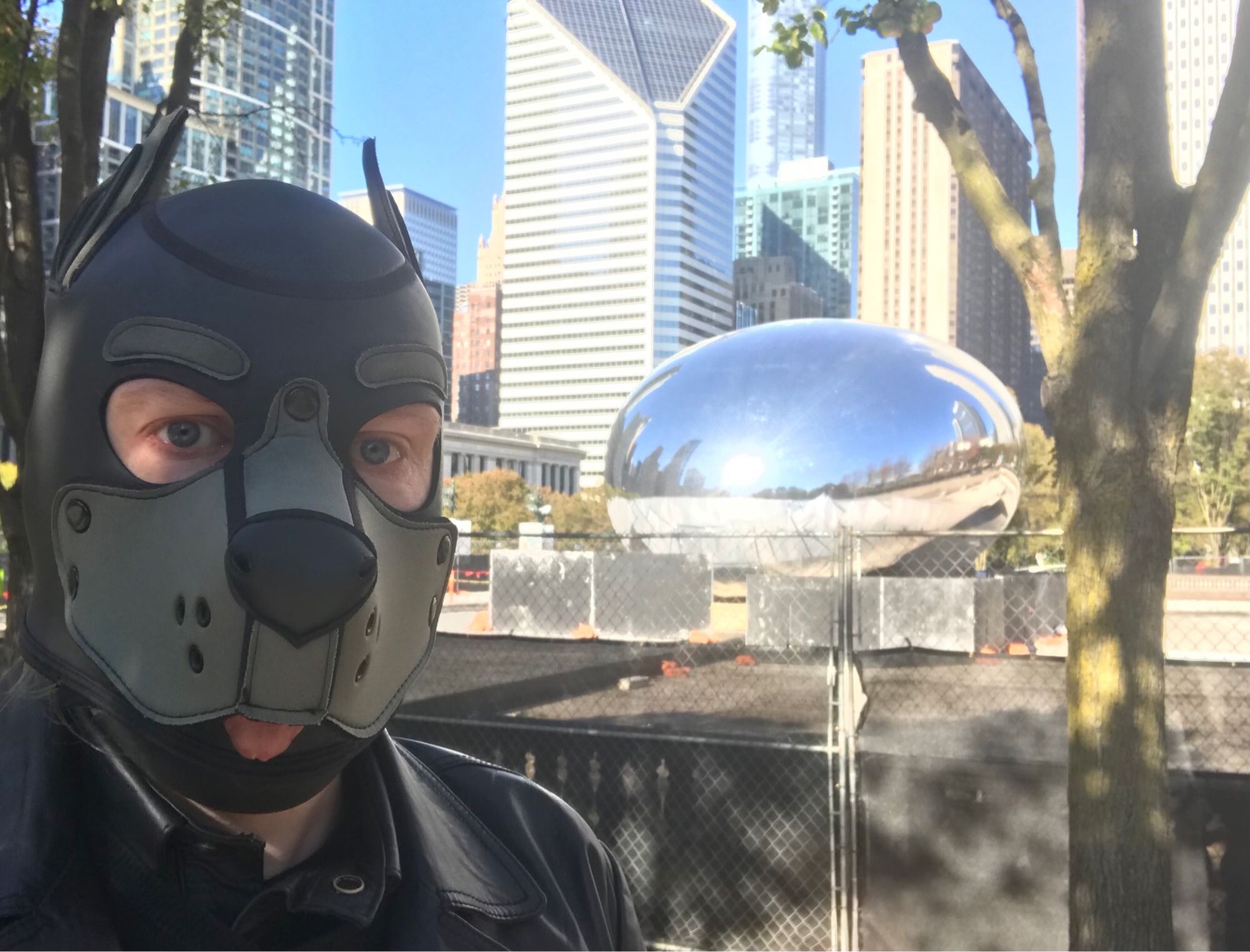 Pup in a grey Neoprene Mr S Leather mask is looking towards the camera.  In the background is "the Bean" (the Cloud Gate), reflecting the sun.  Behind "the Bean" some of the Chicago skyline is visible.