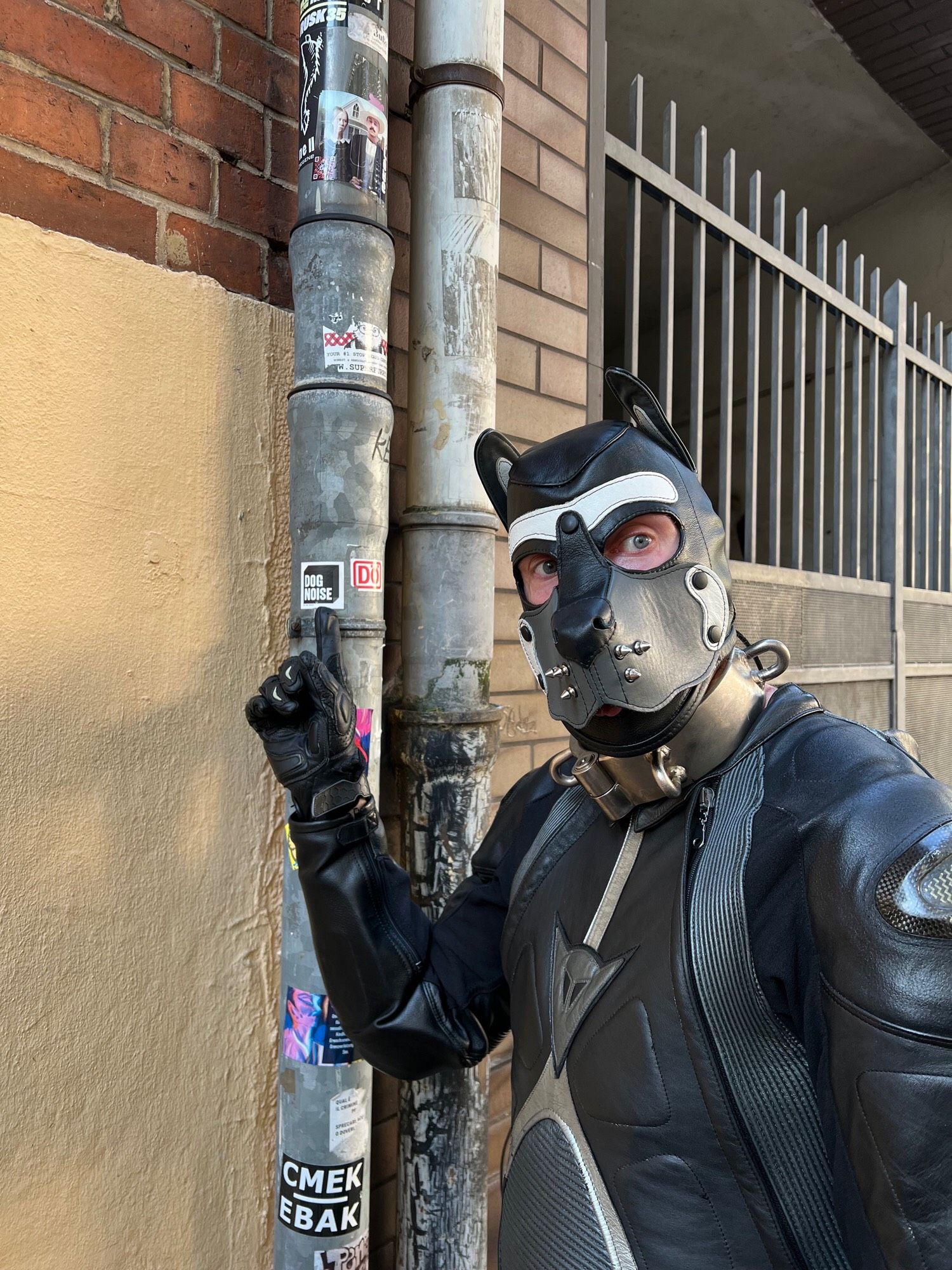 A Pup in a black and grey Dainese T-Age leather bike suit, chonky metal collar, and a white, grey and black leather Mr S hood.  The Pup is pointing at a sticker on a pole.