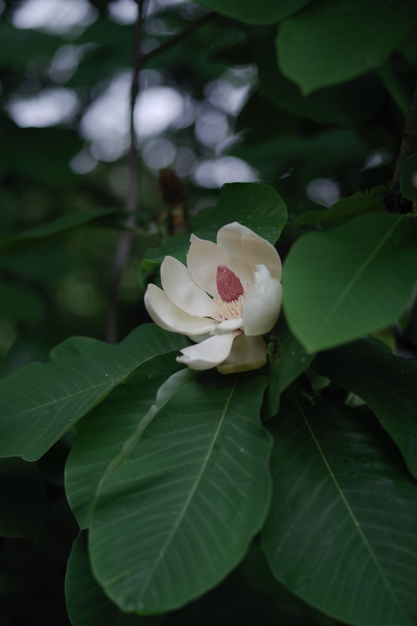 立派で美しいタイサンボクの花一輪。