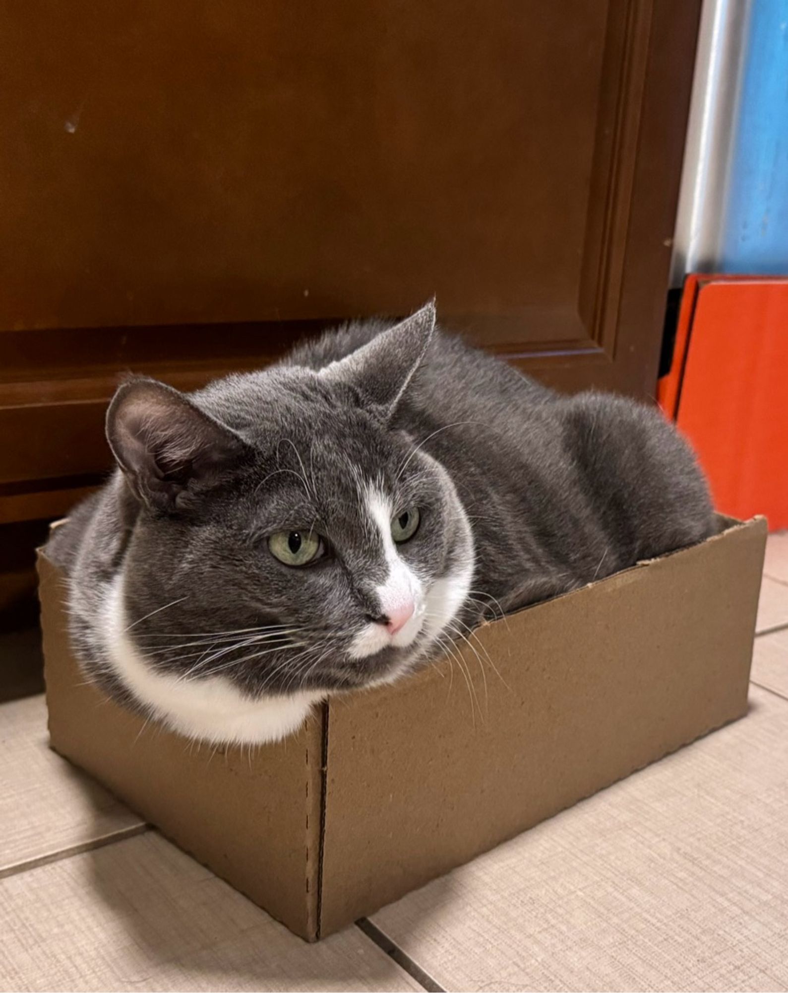 Gray and white cat that’s too big for the cardboard box she’s in, but actually not because she loves the squish