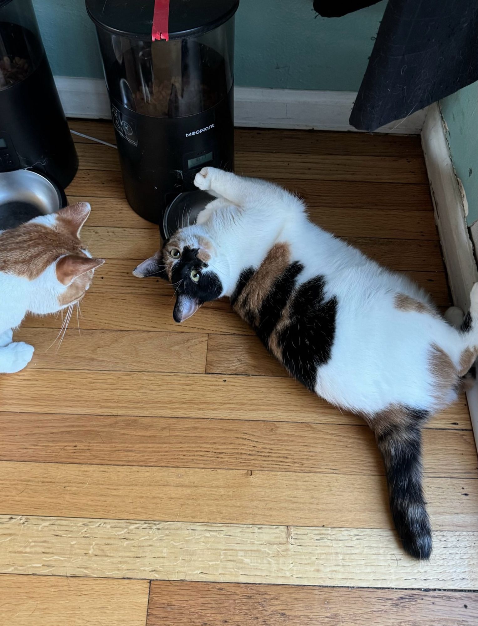 A cat on her side with an arm stuck in a cat feeder