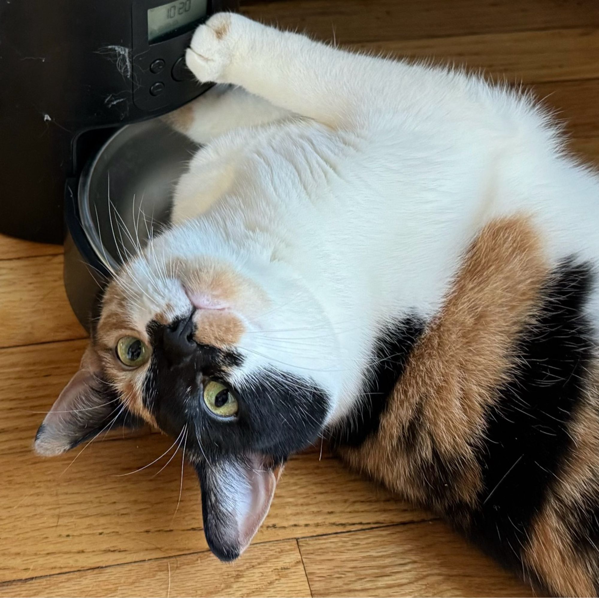 Close up of a cat on her side with an arm stuck in a cat feeder. She’s looking backward and upside down at me