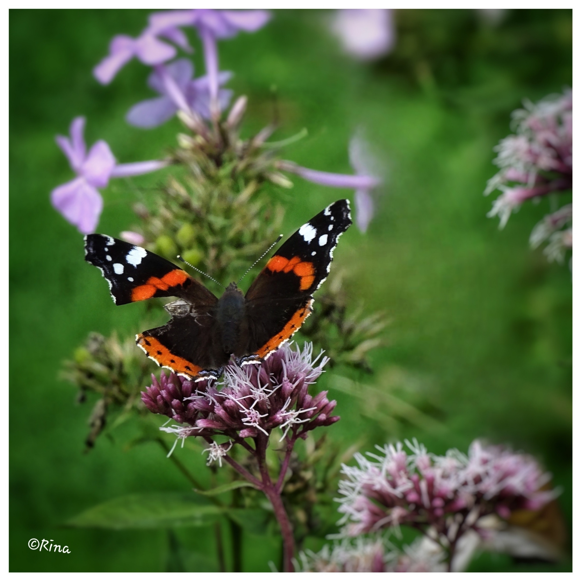 Close-up of an admiral on a pink wildflower. His left wing is significantly damaged. In the background, there are more blossoms and natural greenery, out of focus.