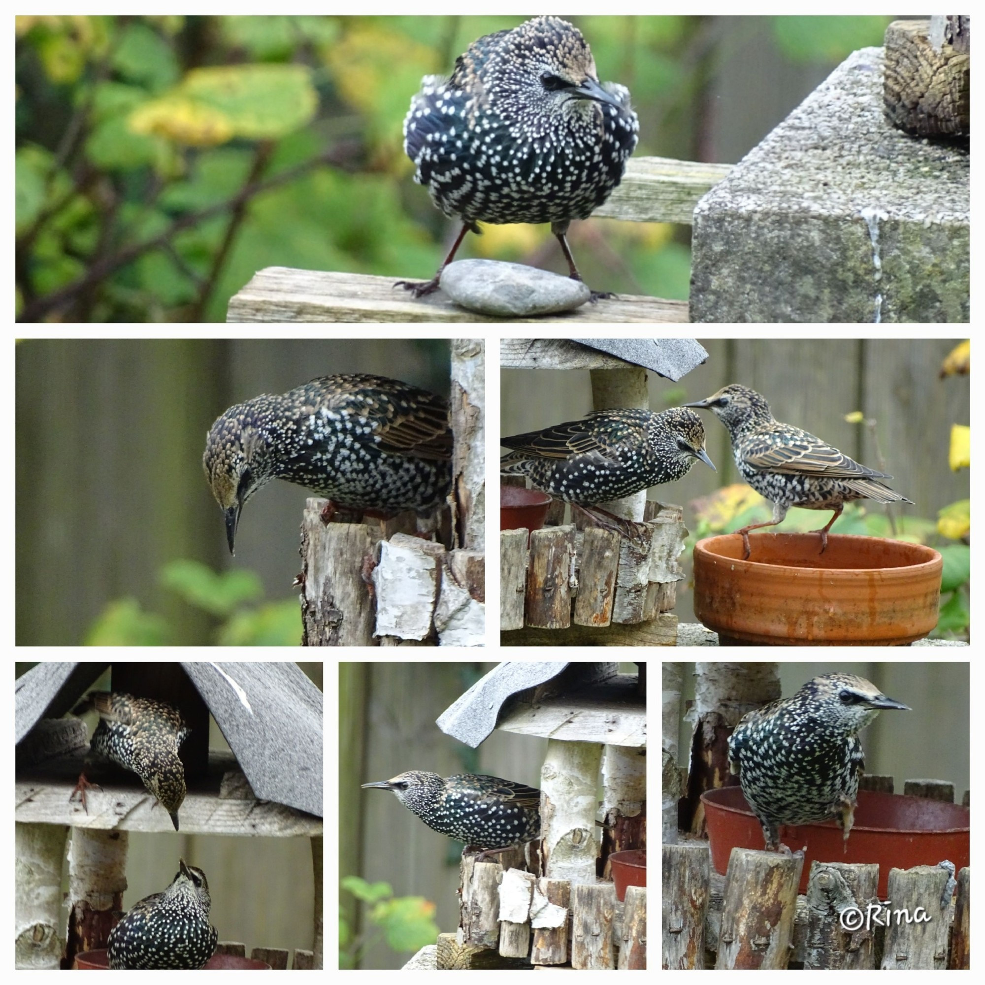 A collage that shows starlings in a birdhouse.