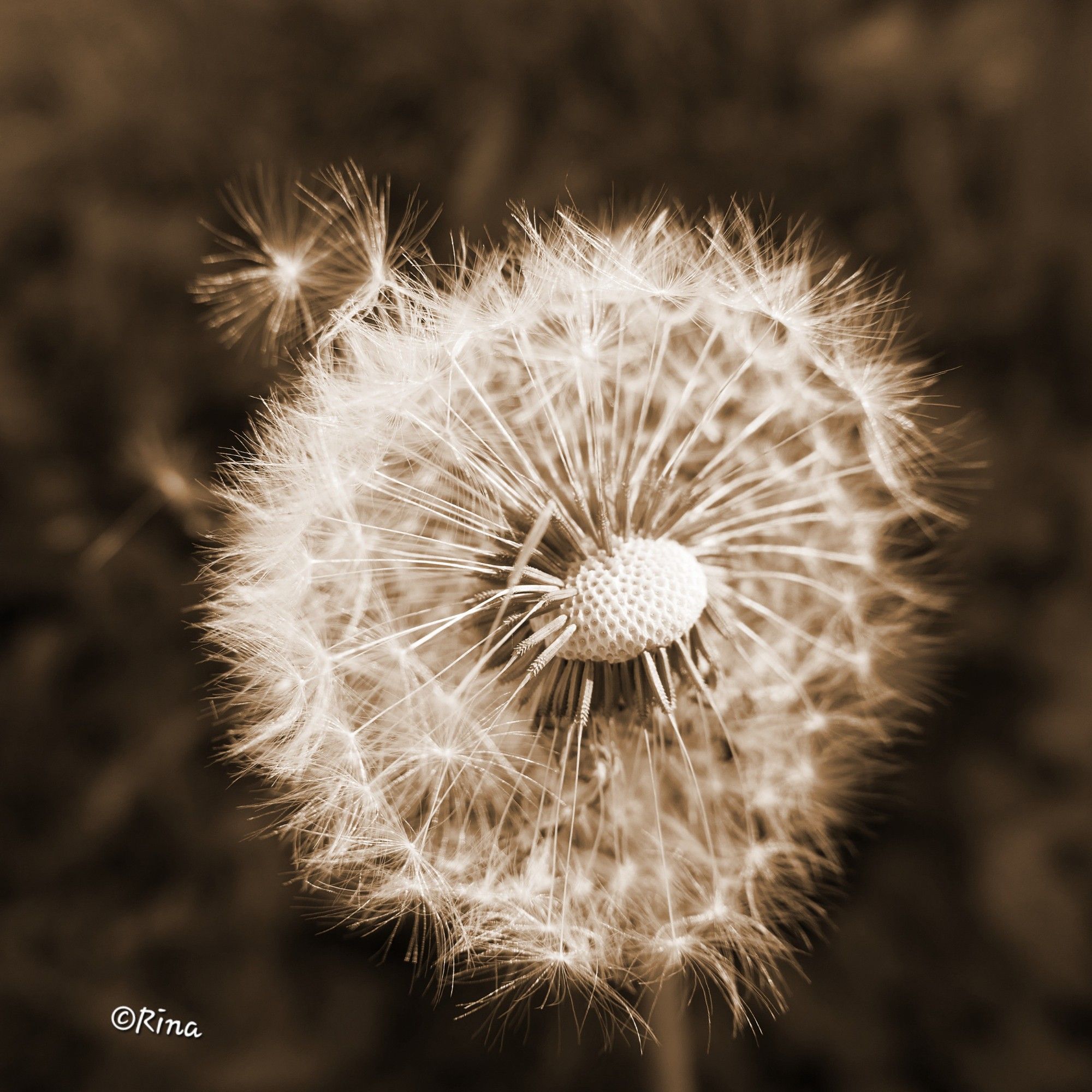 Eine Pusteblume leicht seitlich fotografiert. Die Samen sind zum Teil schon verweht. Das Foto ist einfarbig in Brauntönen