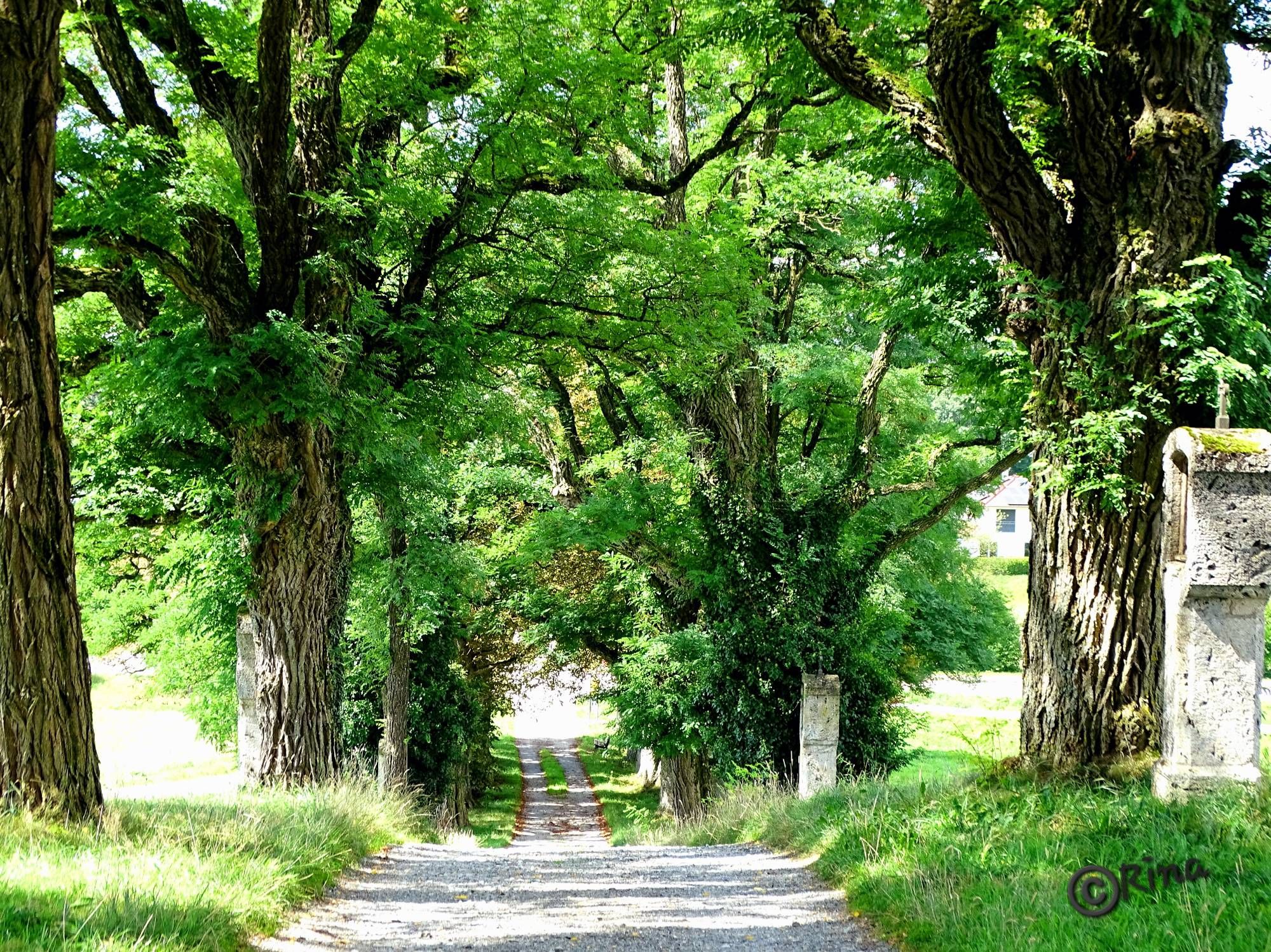 Ein Kreuzweg gesäumt von alten Bäumen, deren Kronen ineinander wachsen