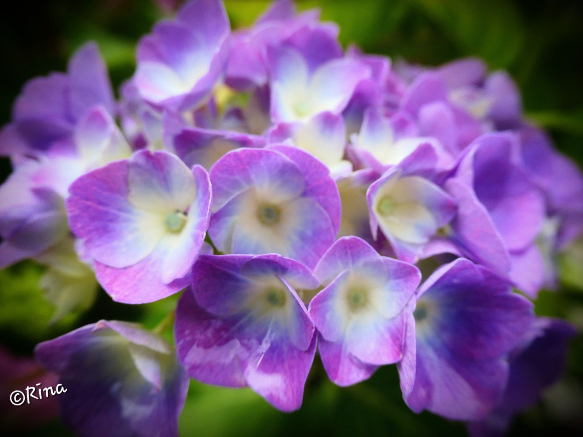 Close-up of a purble hydrangea flower