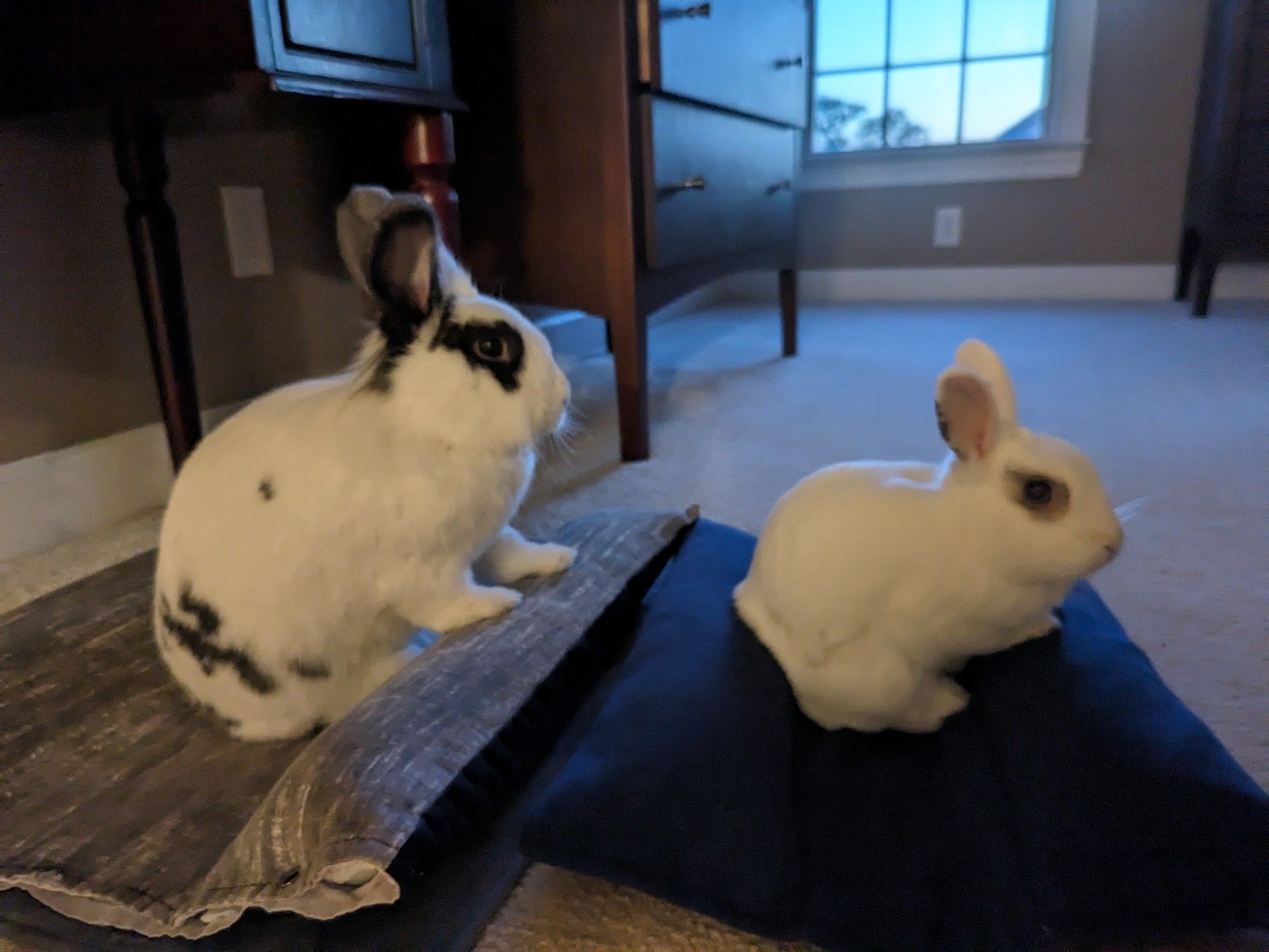 Two bunnies sitting in the same position with their front paws on top of the edge of their bed.