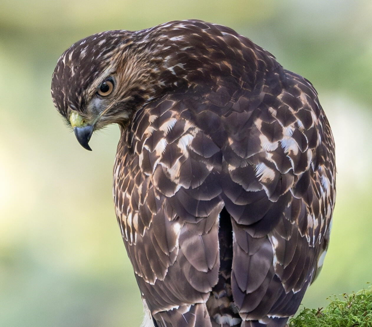 A large bird with brown and white mottled feathers stands on a mossy branch while looking backward. Its eyes are a light orange, and its beak is short but very sharp and curved. 