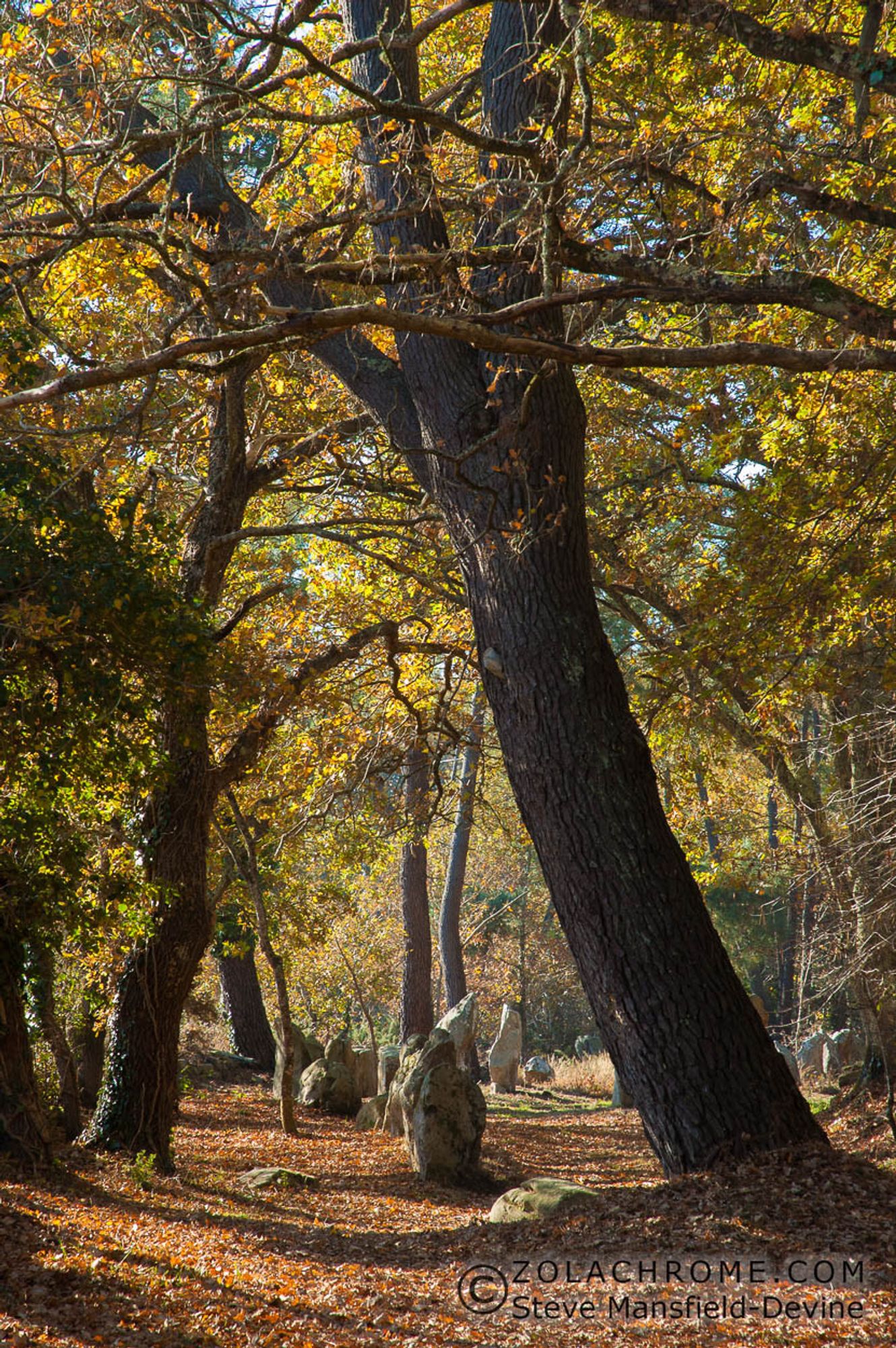 Standing stones below autumn trees in woodland