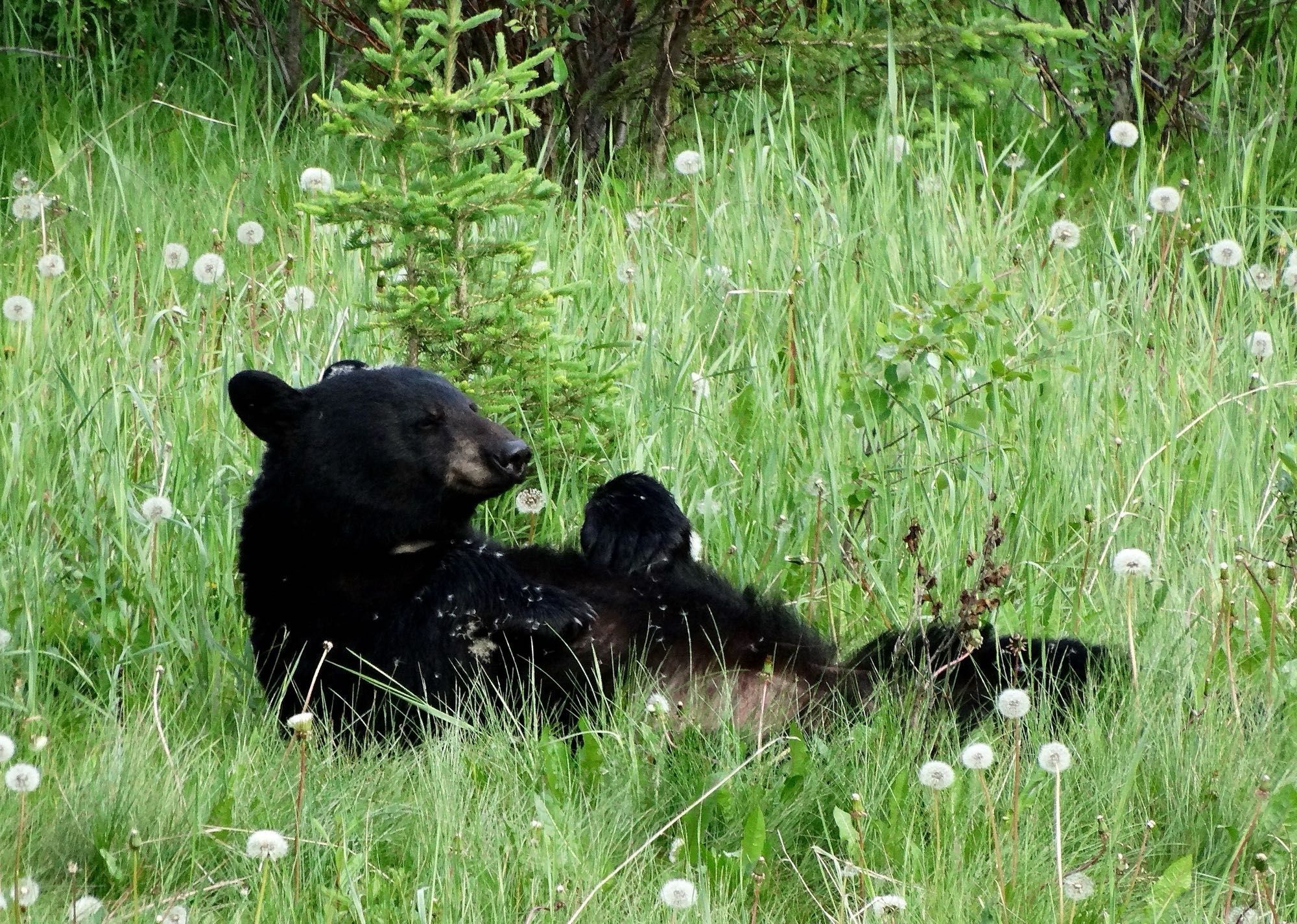 Black bear eating dandelions