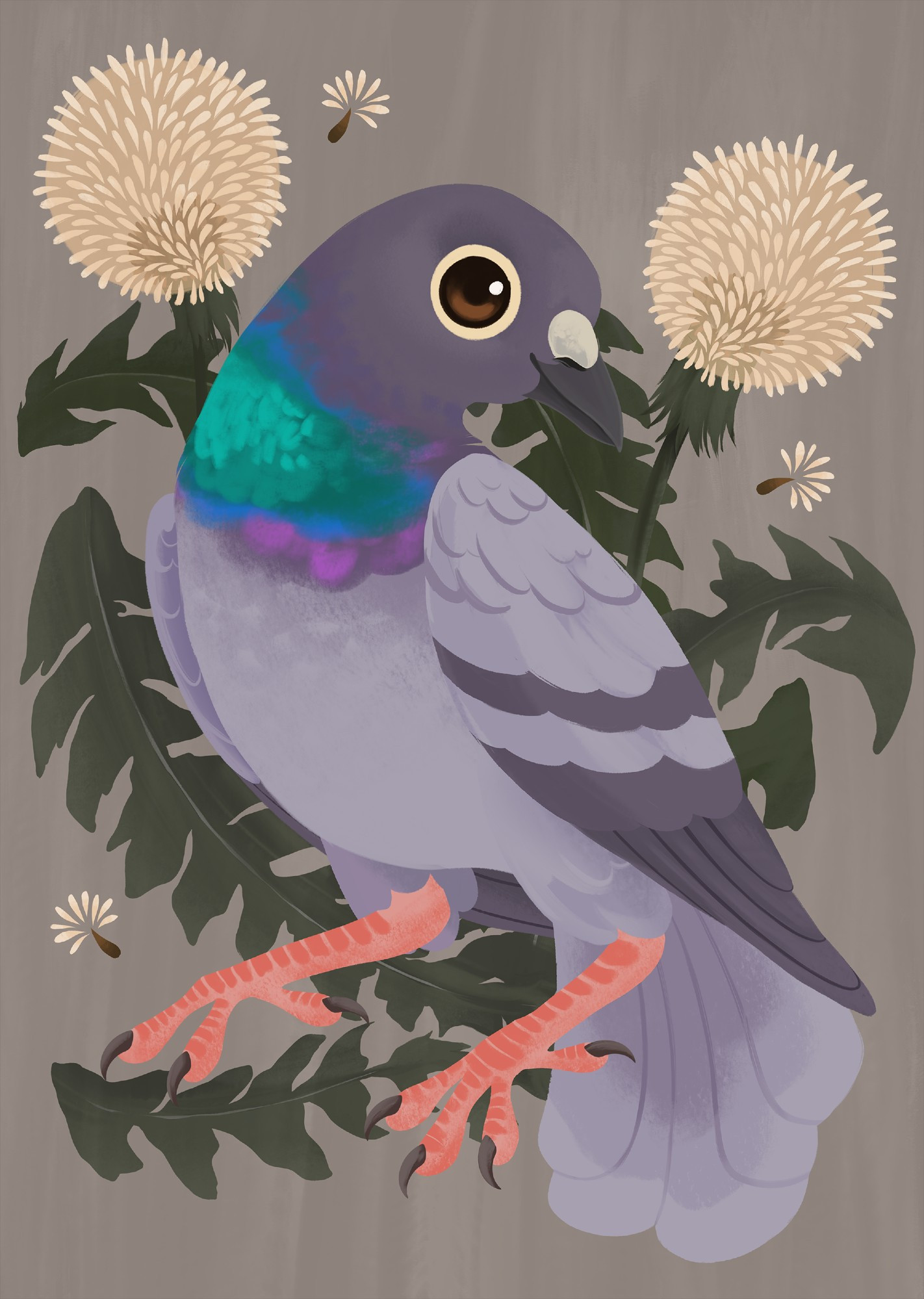 illustration of a common pigeon in front of dandelion flowers. The pigeon has a sweet neutral expression and is purpleish in colour with green and blue on it's neck.