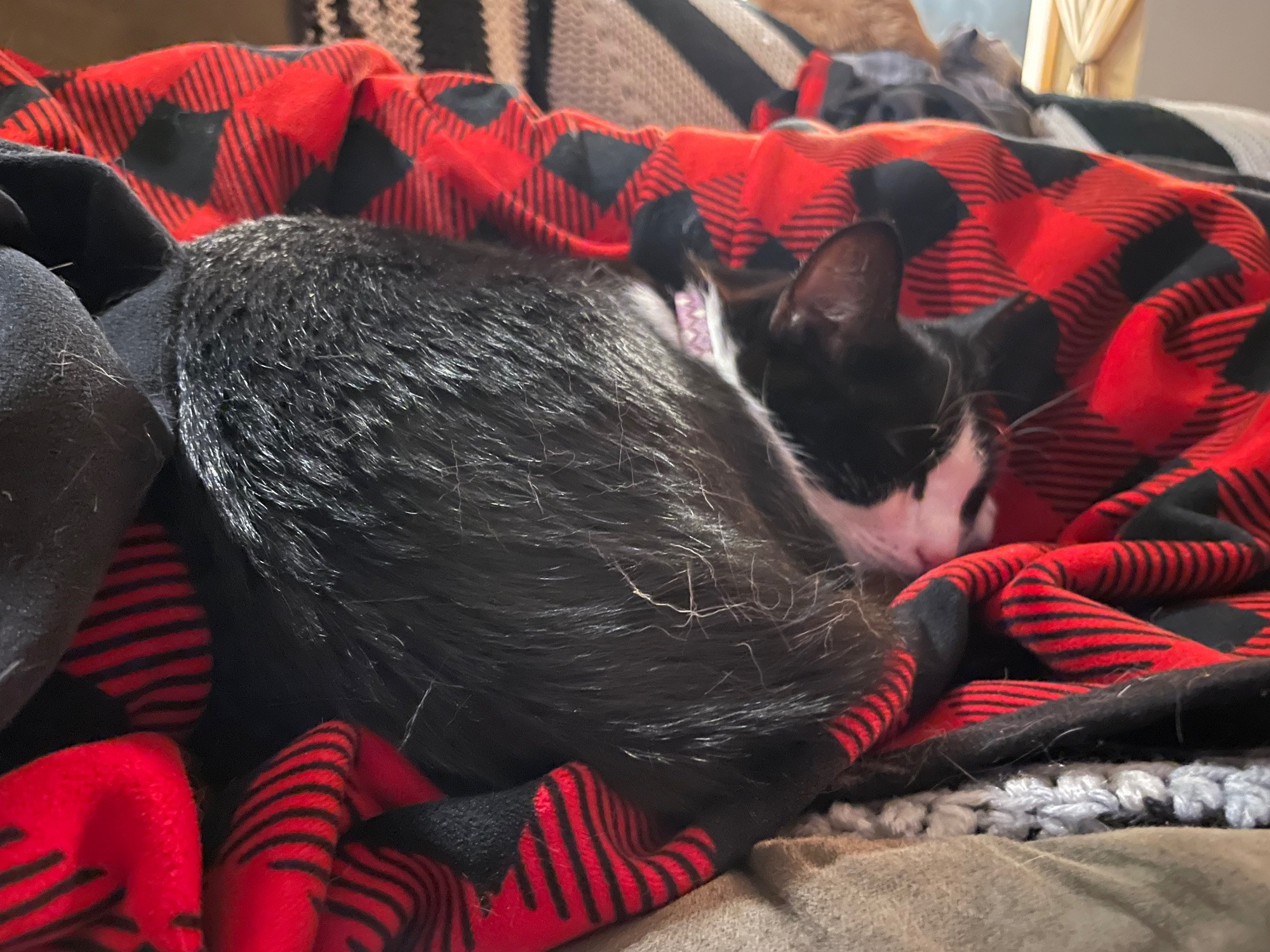 A little tuxedo cat curled up in a tight ball on a Buffalo plaid blanket in her parent’s lap