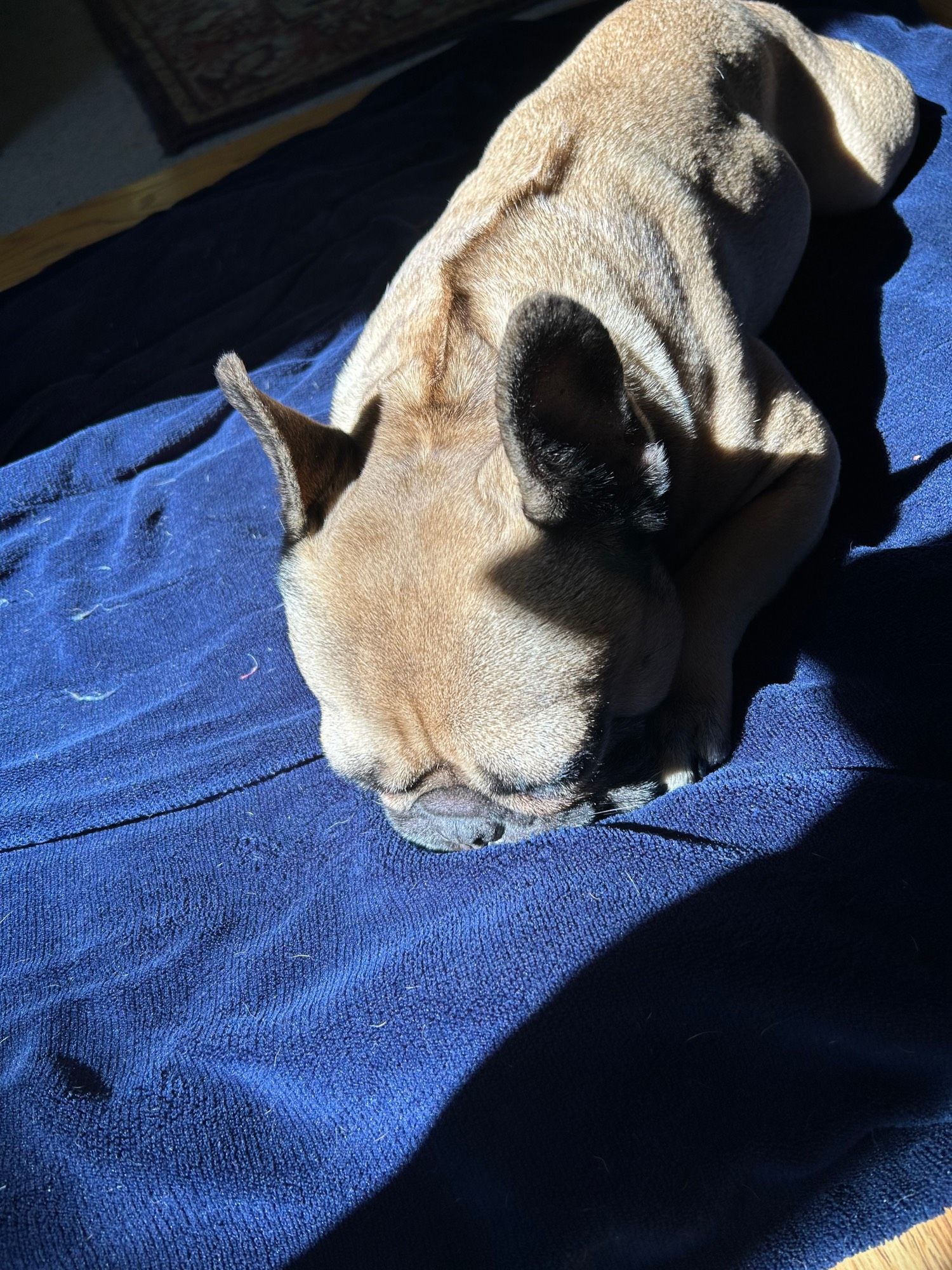 A fawn-colored French bulldog named Reuben Sandwich PhD, naps in the sunlight.