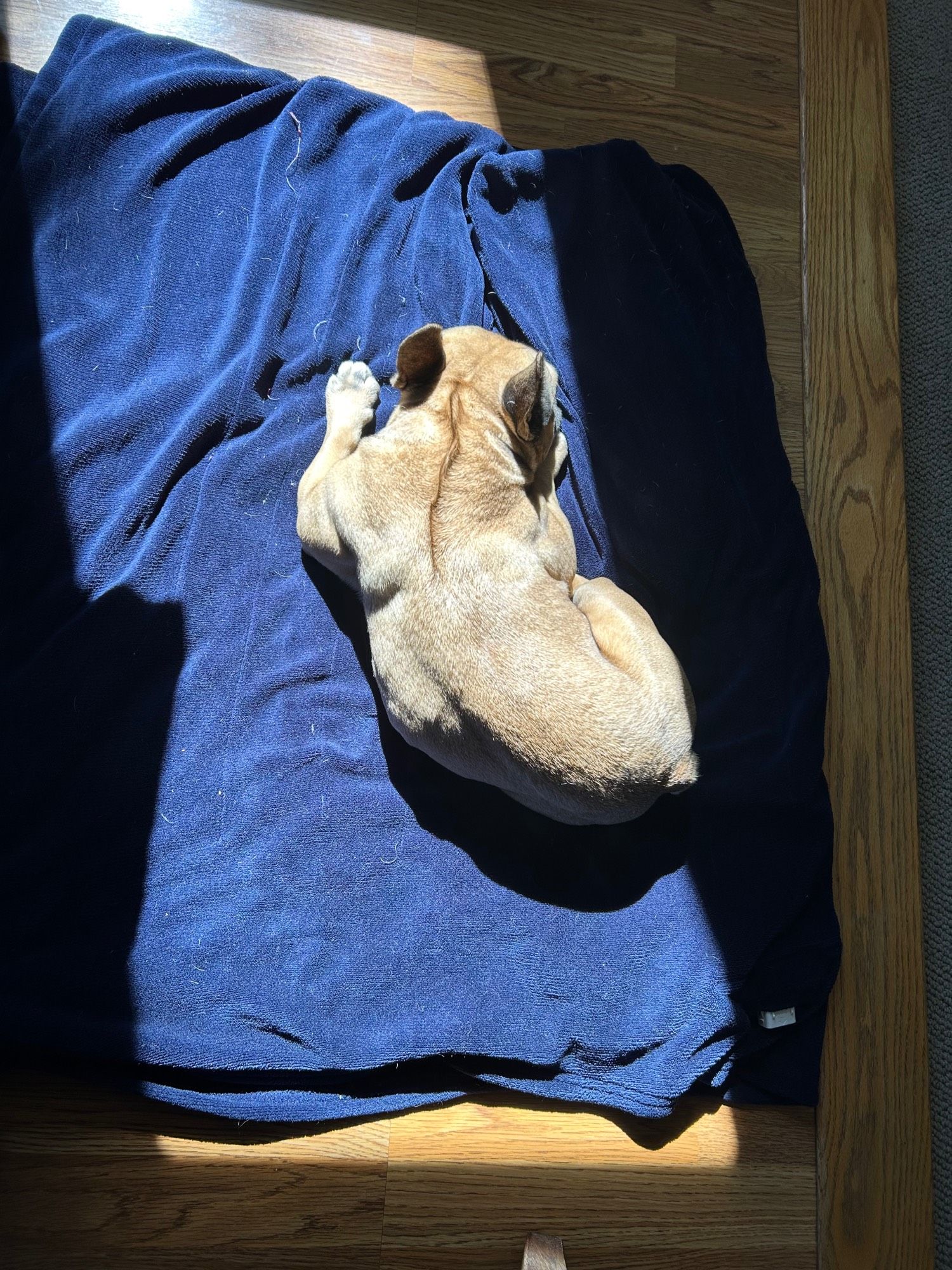 A fawn-colored French bulldog named Reuben Sandwich PhD, naps in the sunlight.