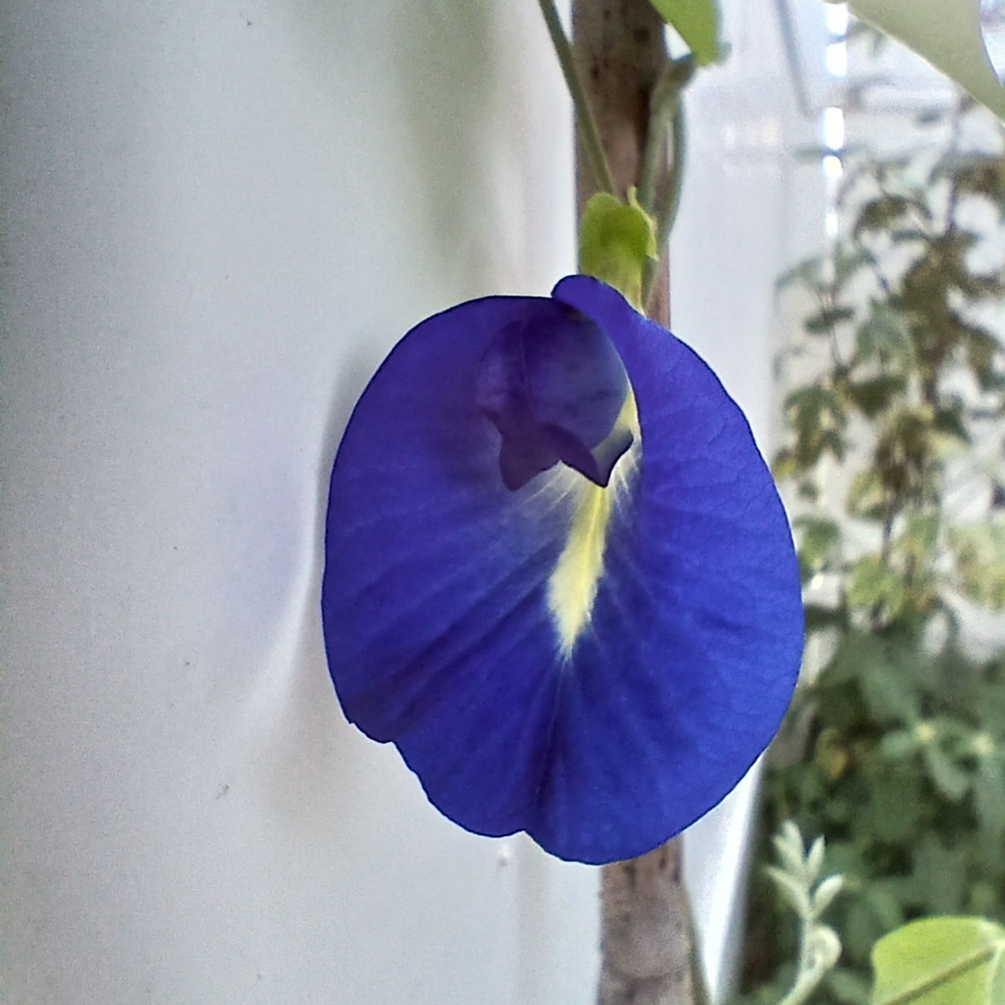 Butterfly pea blossom