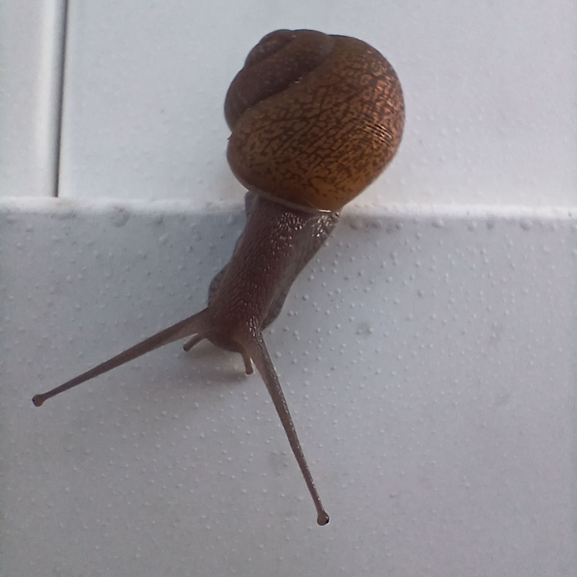 Random brown snail doing random brown snail things