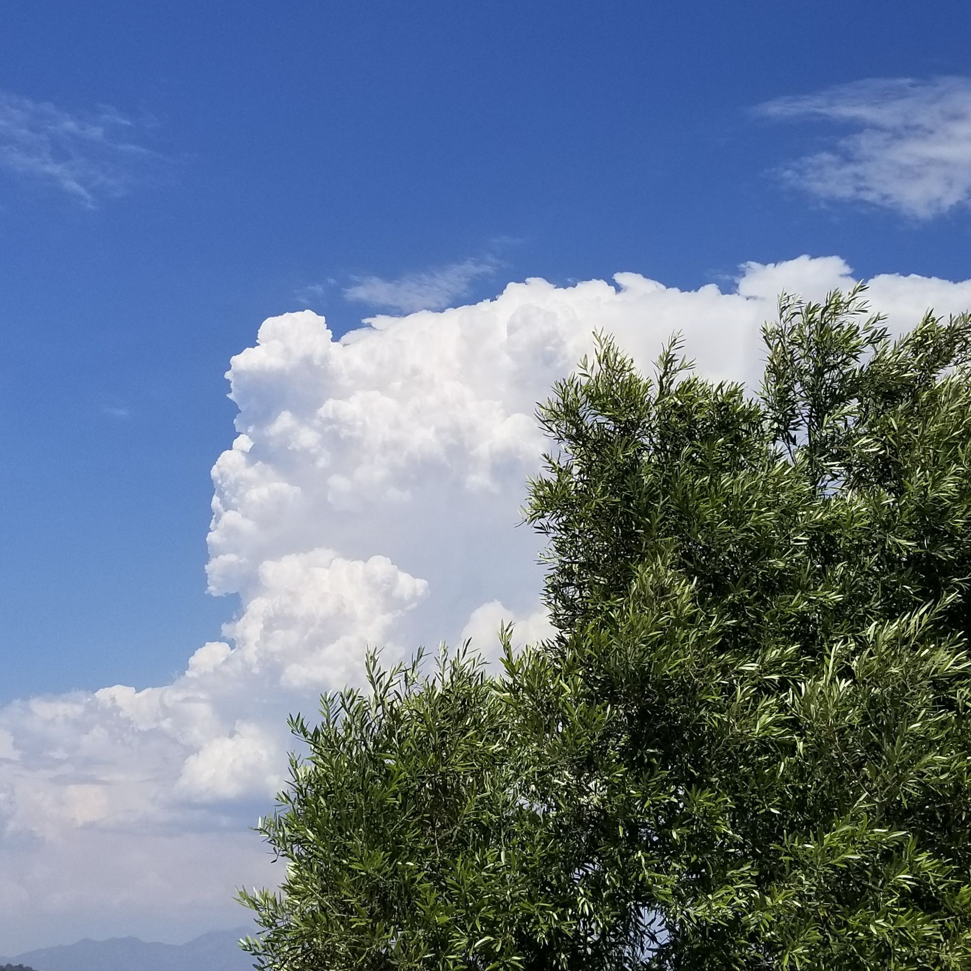 Thundercloud against a blue sky over a southern California landscape with an olive tree in the foreground.