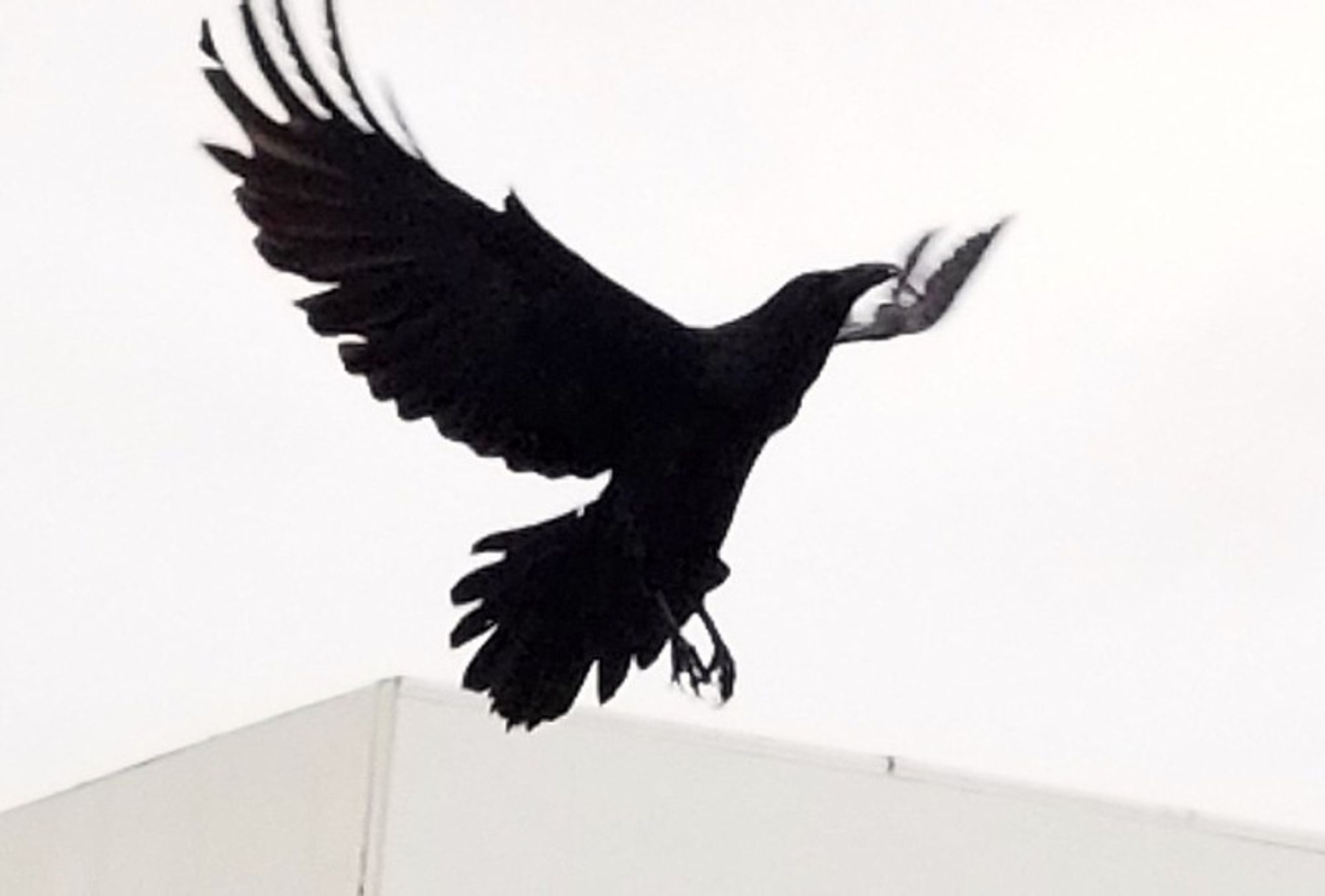 Black and white photo of a crow flying upwards wings spread.