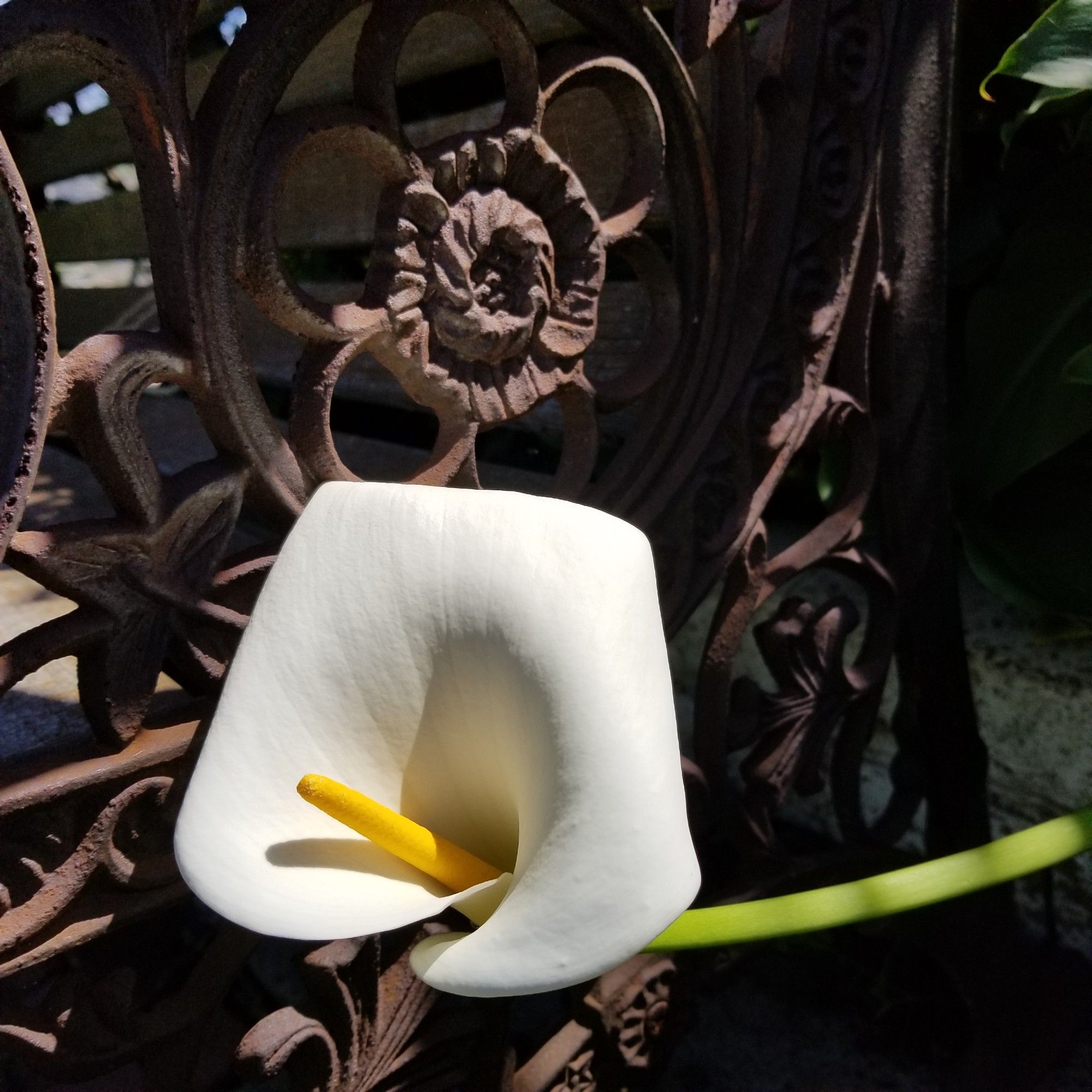 A white flower against the deep brown of rusted ornamental ironwork