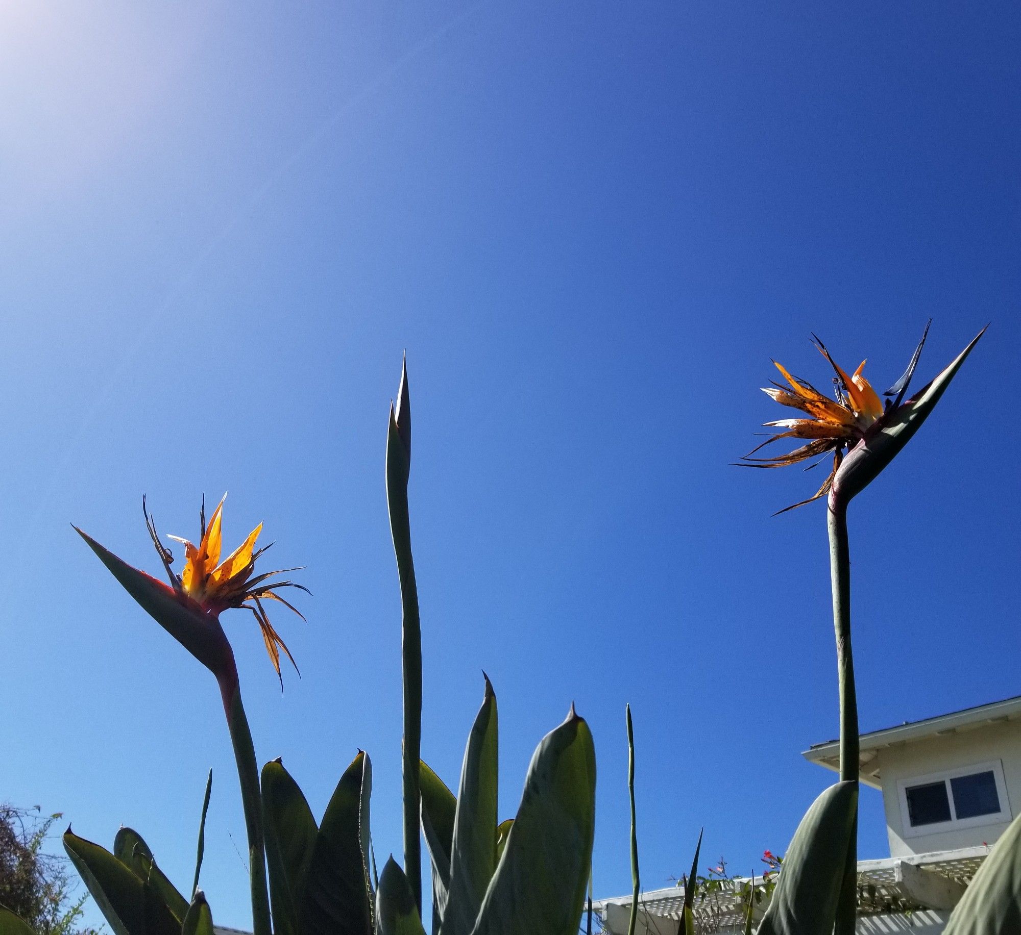 Orange flowers silhouetted against a blue sky