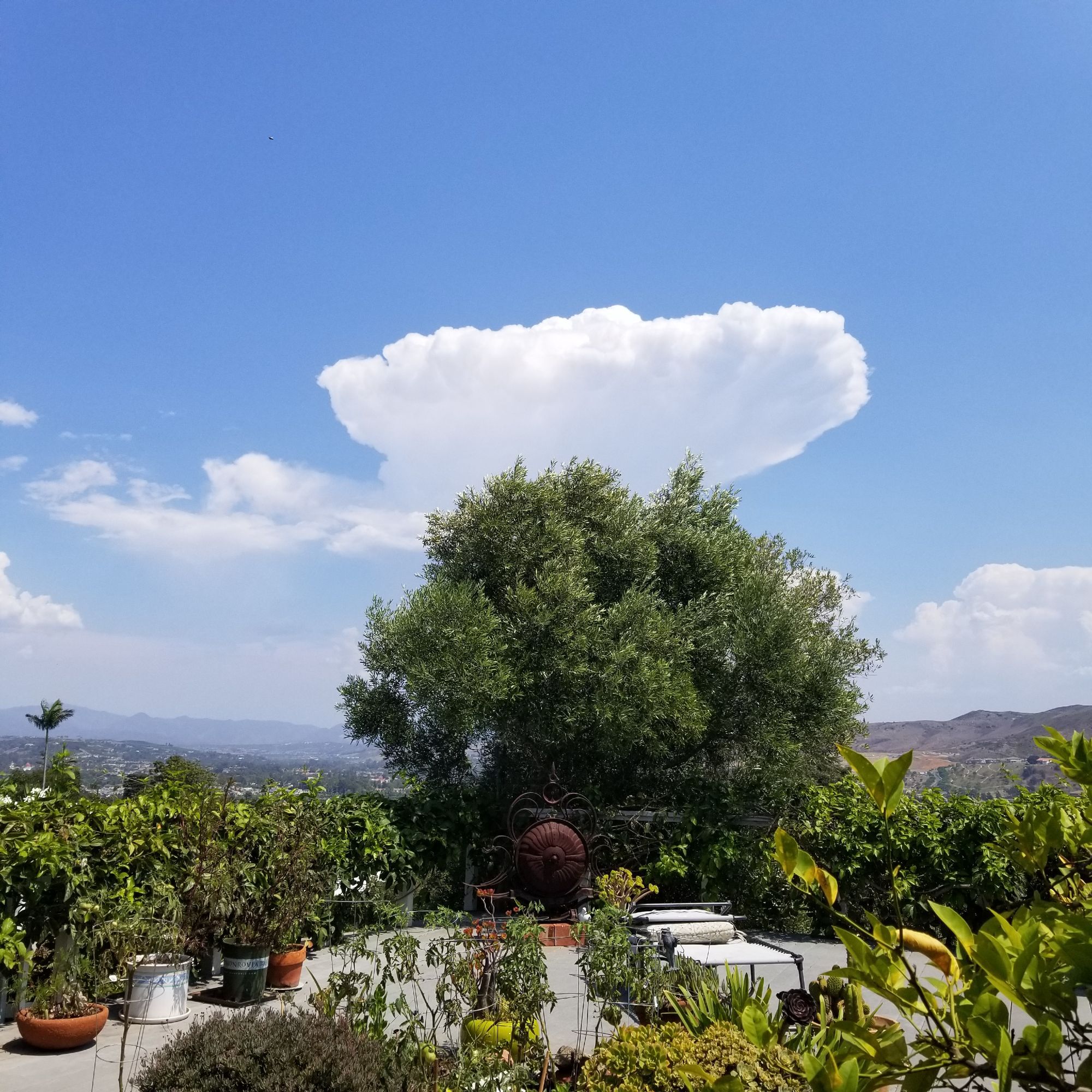 Thundercloud against a blue sky over a southern California landscape with an olive tree in the foreground.