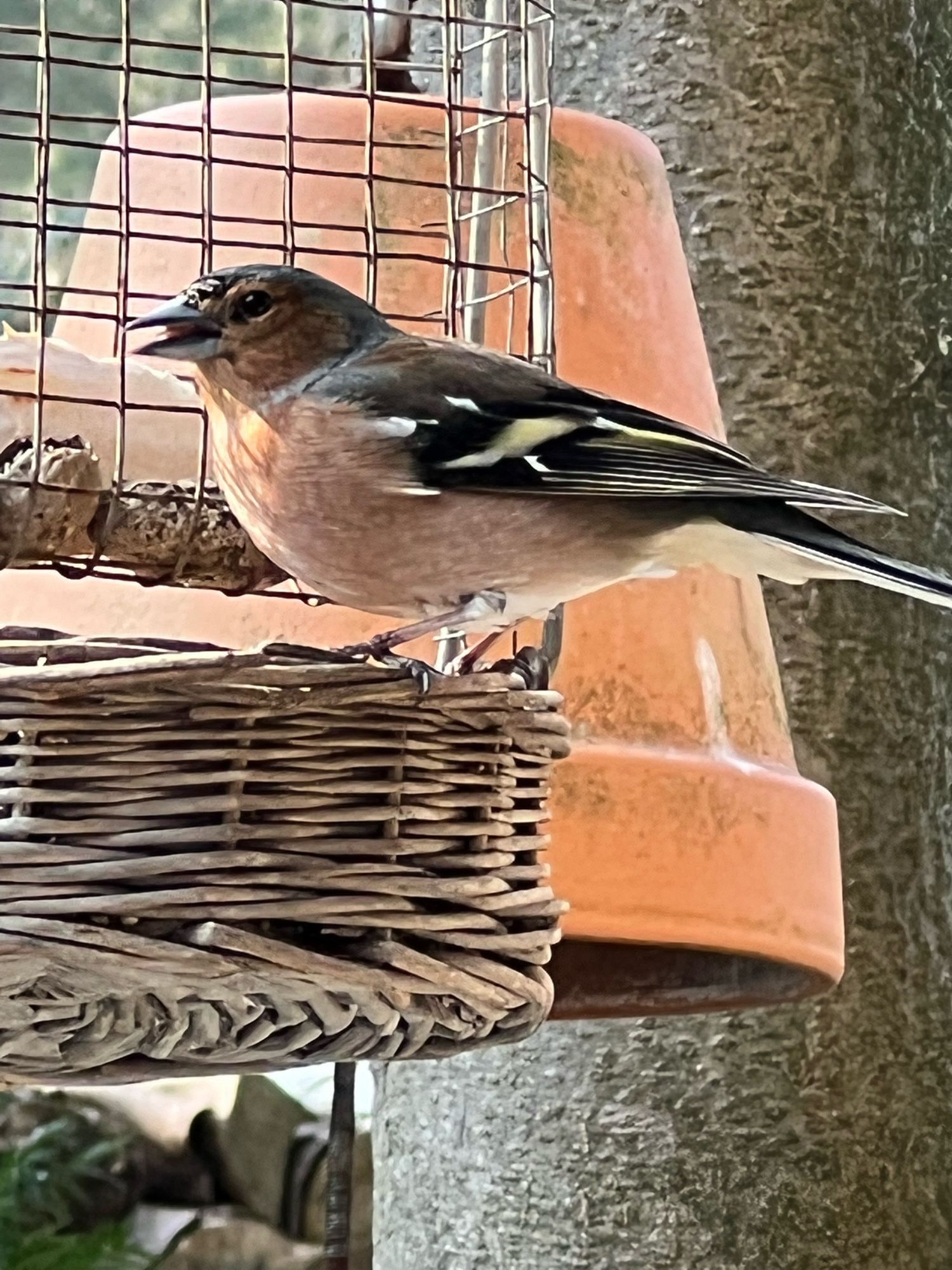 Een vink op de rand van een voerbakje