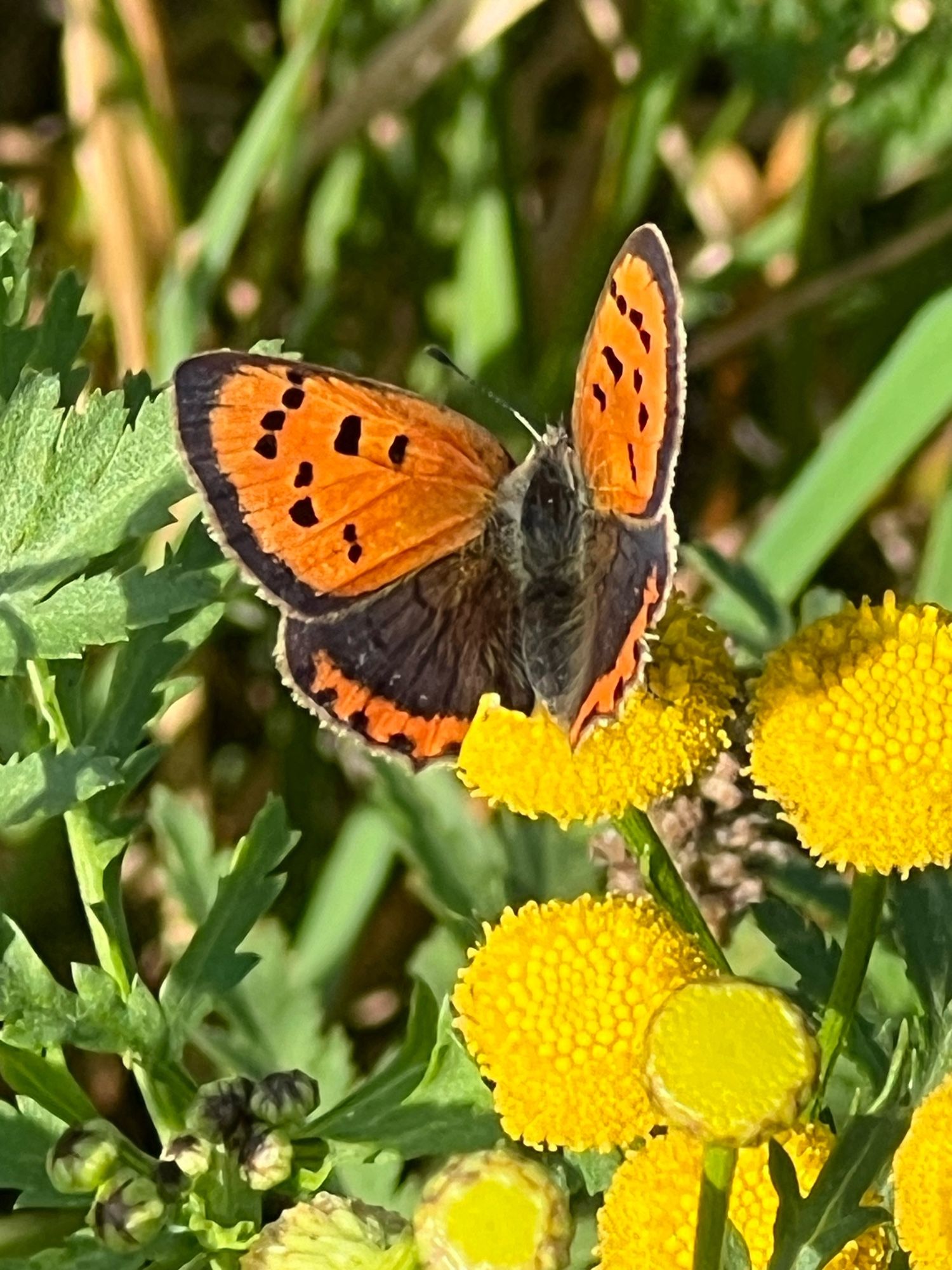 Kleine vuurvlinder op gele bloem