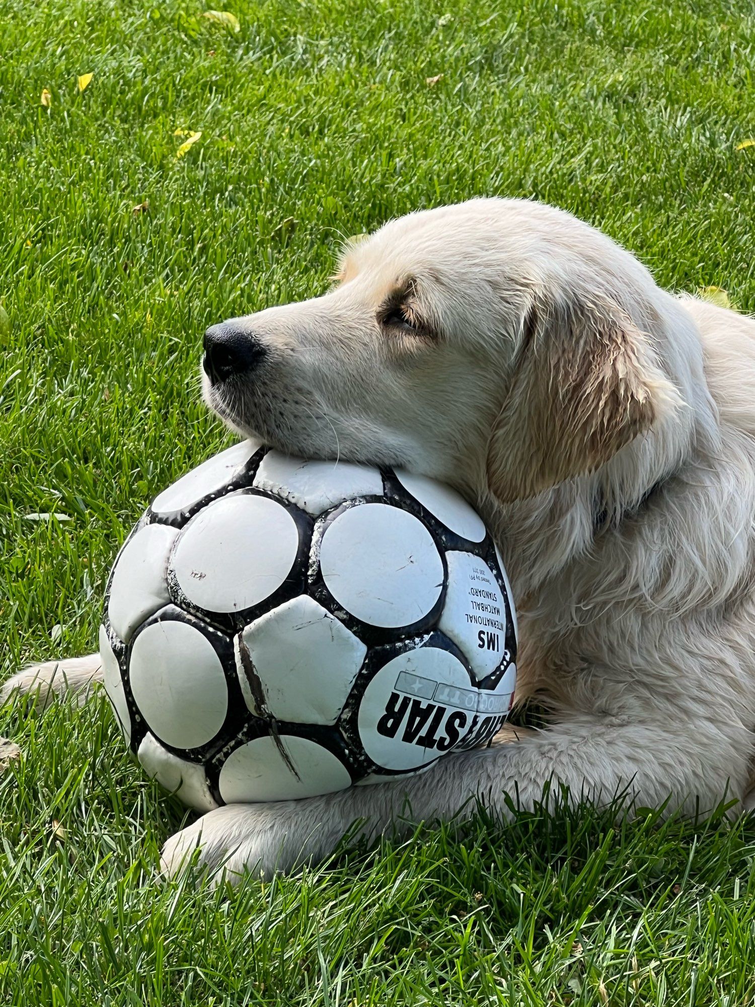 Noortje. Pup Golden Retriever