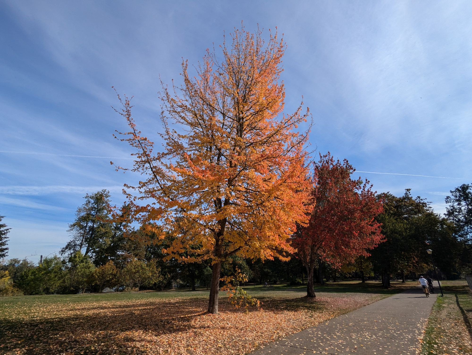 Vibrant orange and red leaf trees sit next to a bike path, the ground is covered in leaves. 